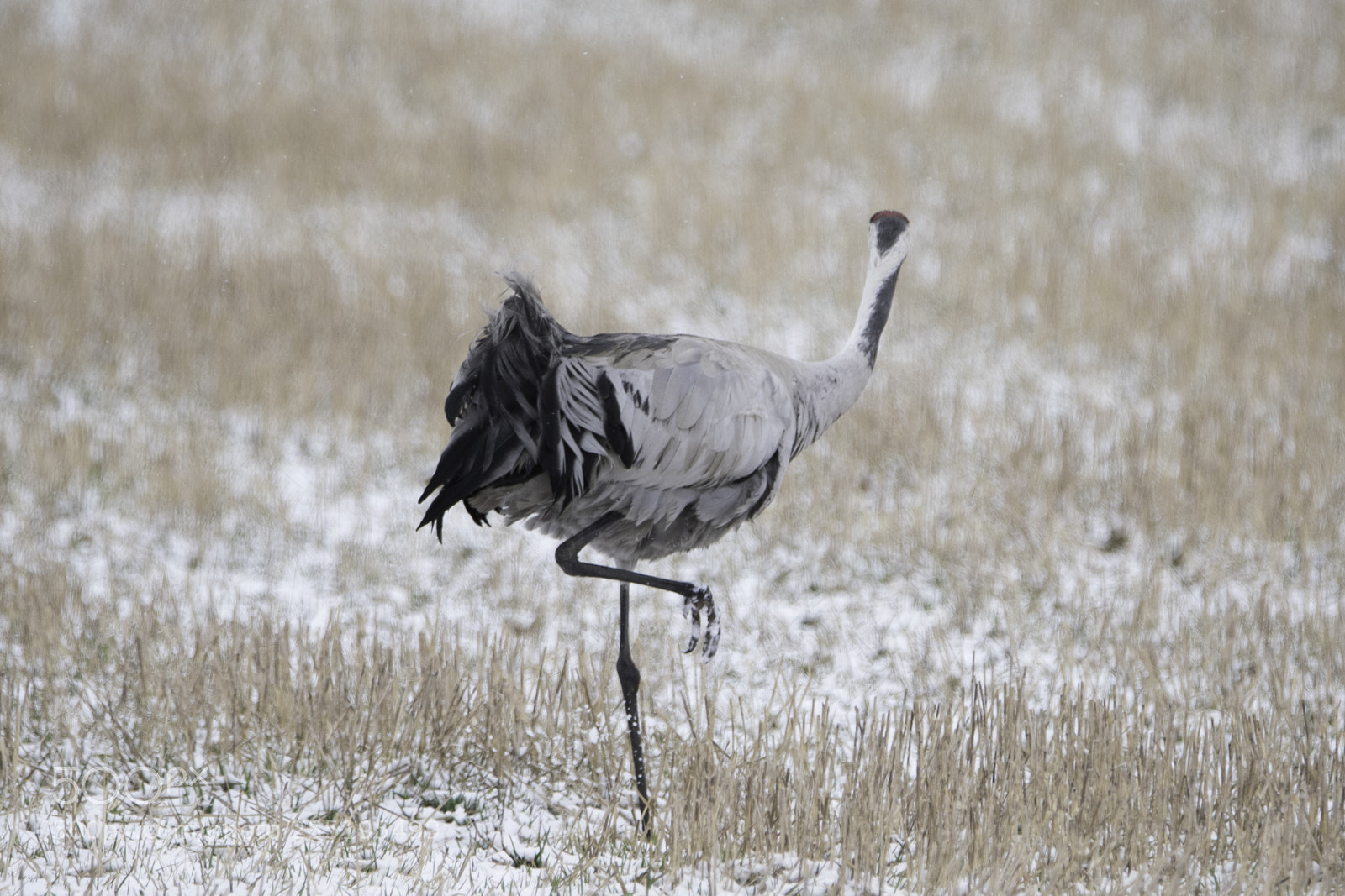 Nikon D5300 sample photo. Crane trana o photography