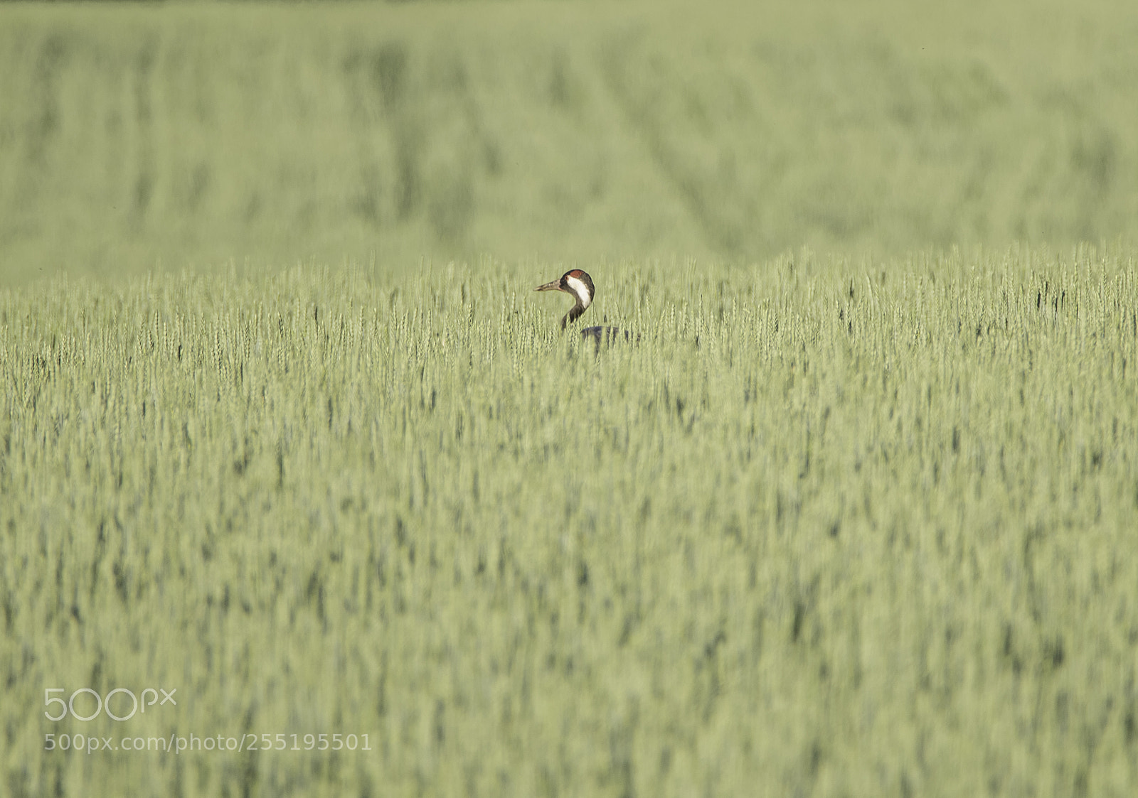 Nikon D5300 sample photo. Crane trana o photography