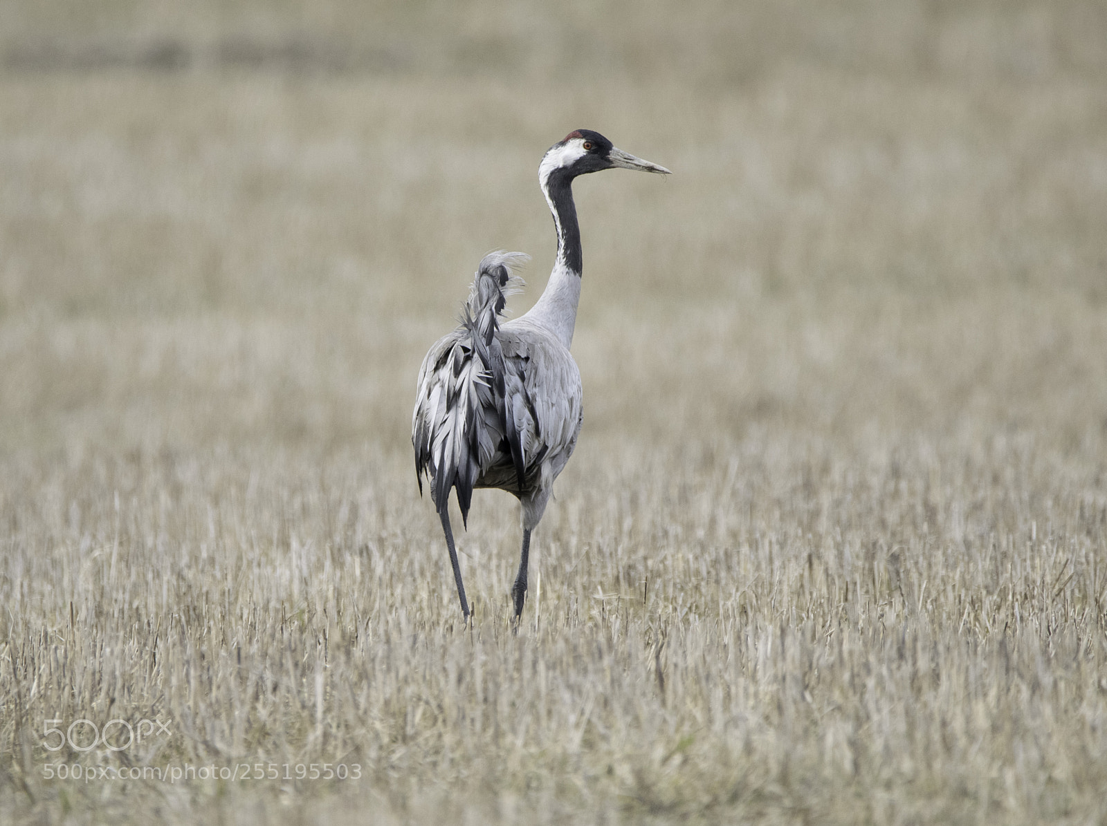 Nikon D5300 sample photo. Crane trana o photography