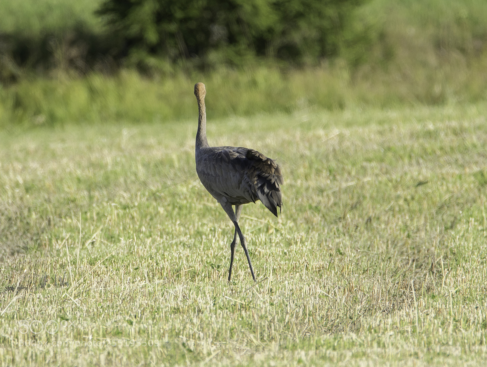 Nikon D5300 sample photo. Crane trana o photography