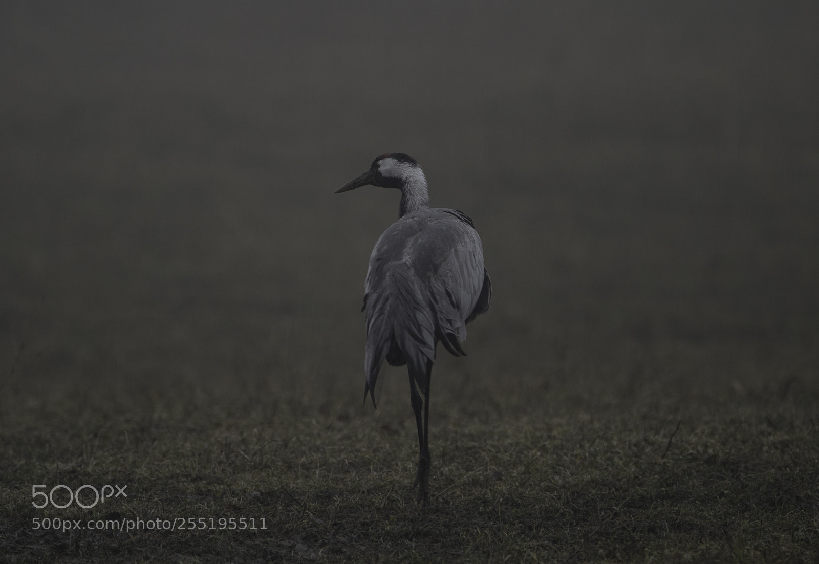 Nikon D5300 sample photo. Crane trana o photography