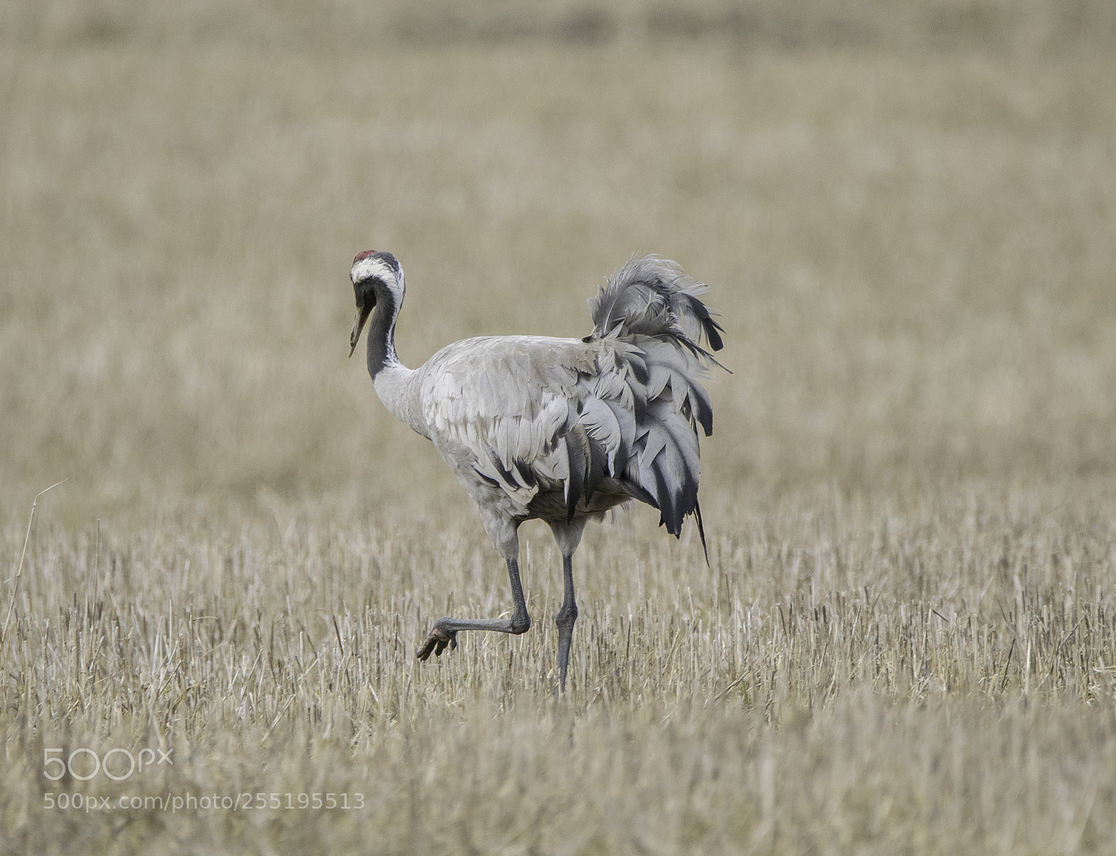 Nikon D5300 sample photo. Crane trana o photography