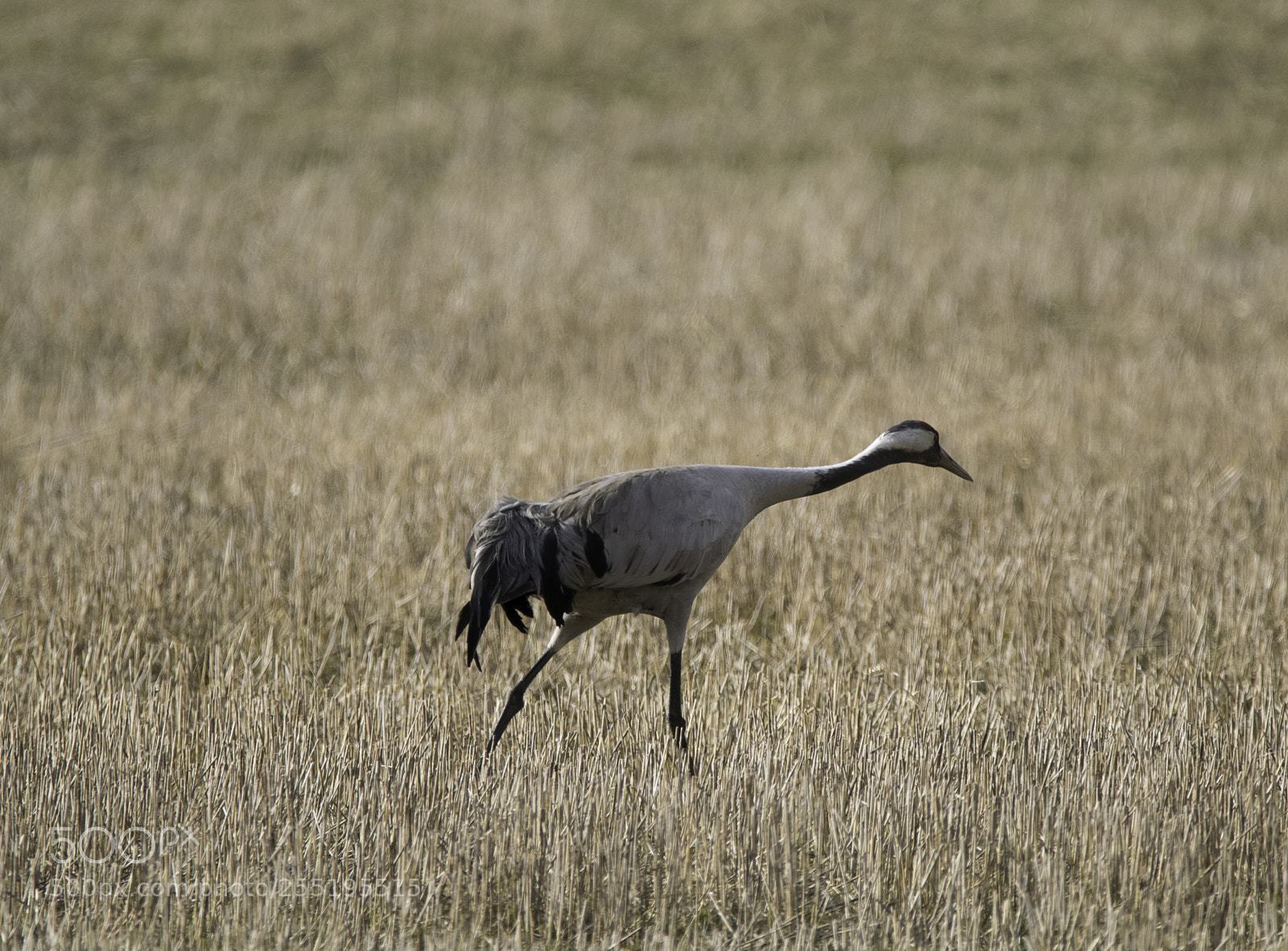 Nikon D5300 sample photo. Crane trana o photography