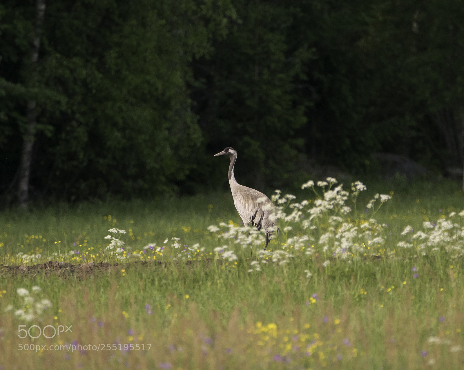 Nikon D5300 sample photo. Crane trana o photography