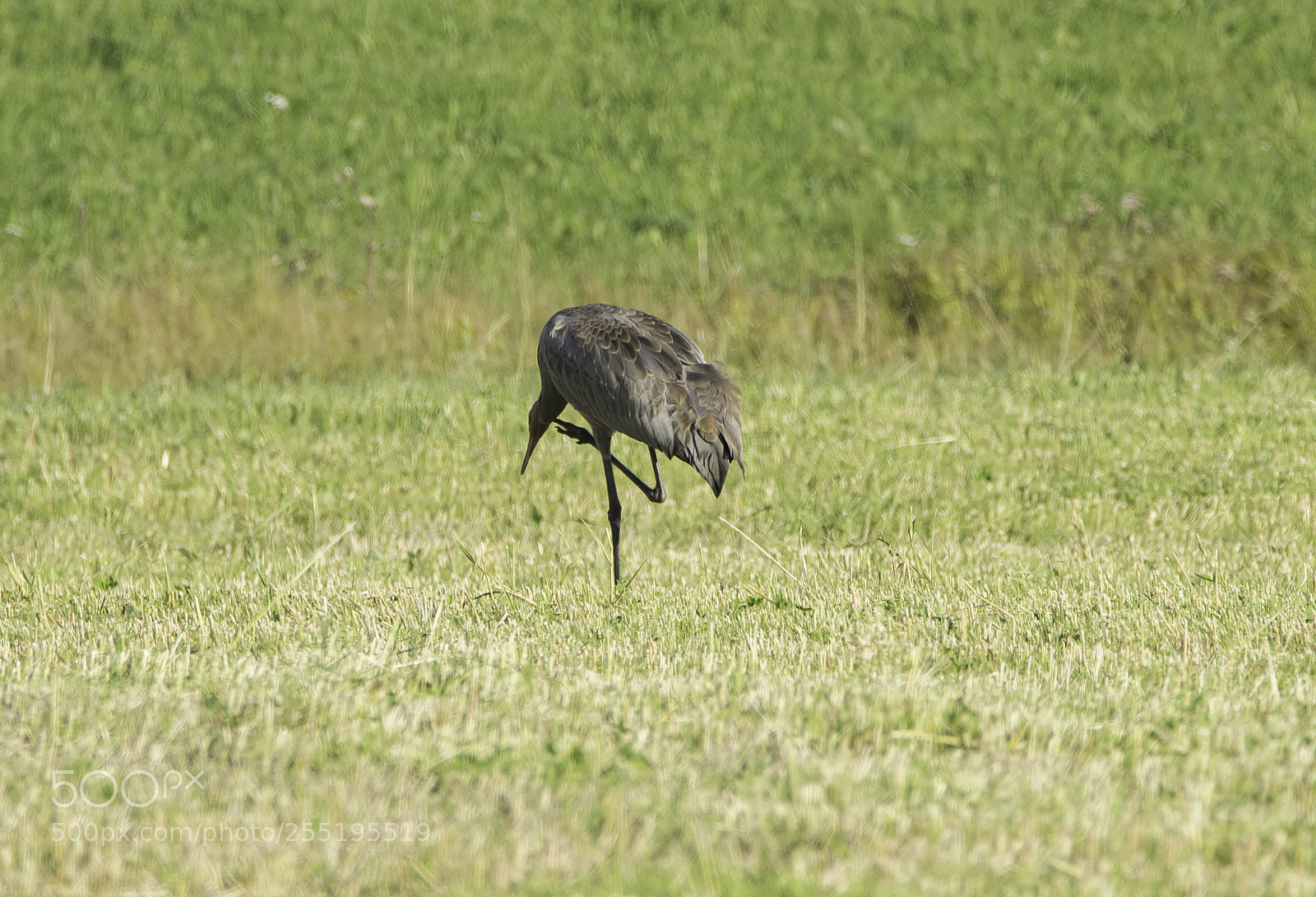 Nikon D5300 sample photo. Crane trana o photography