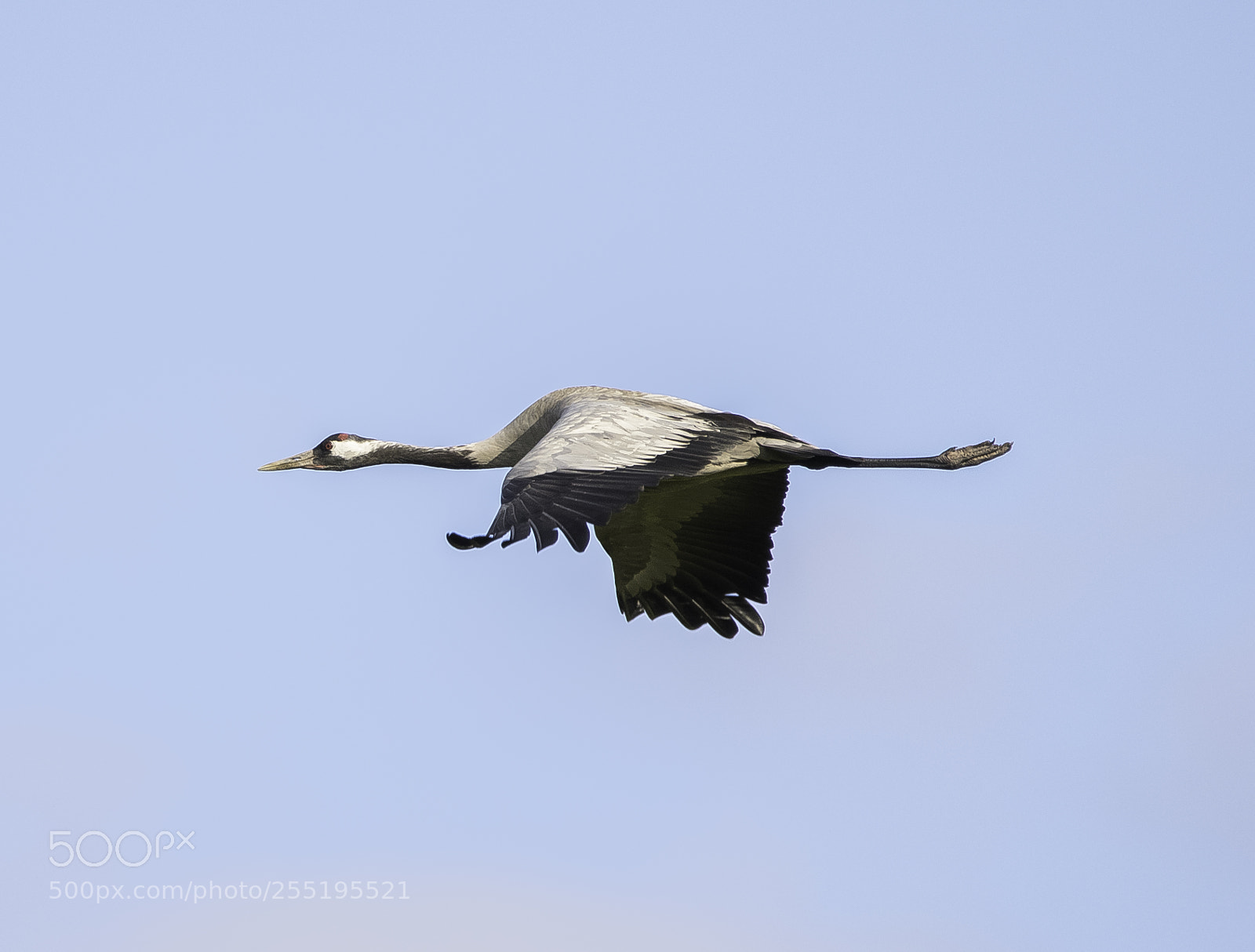 Nikon D5300 sample photo. Crane trana o photography