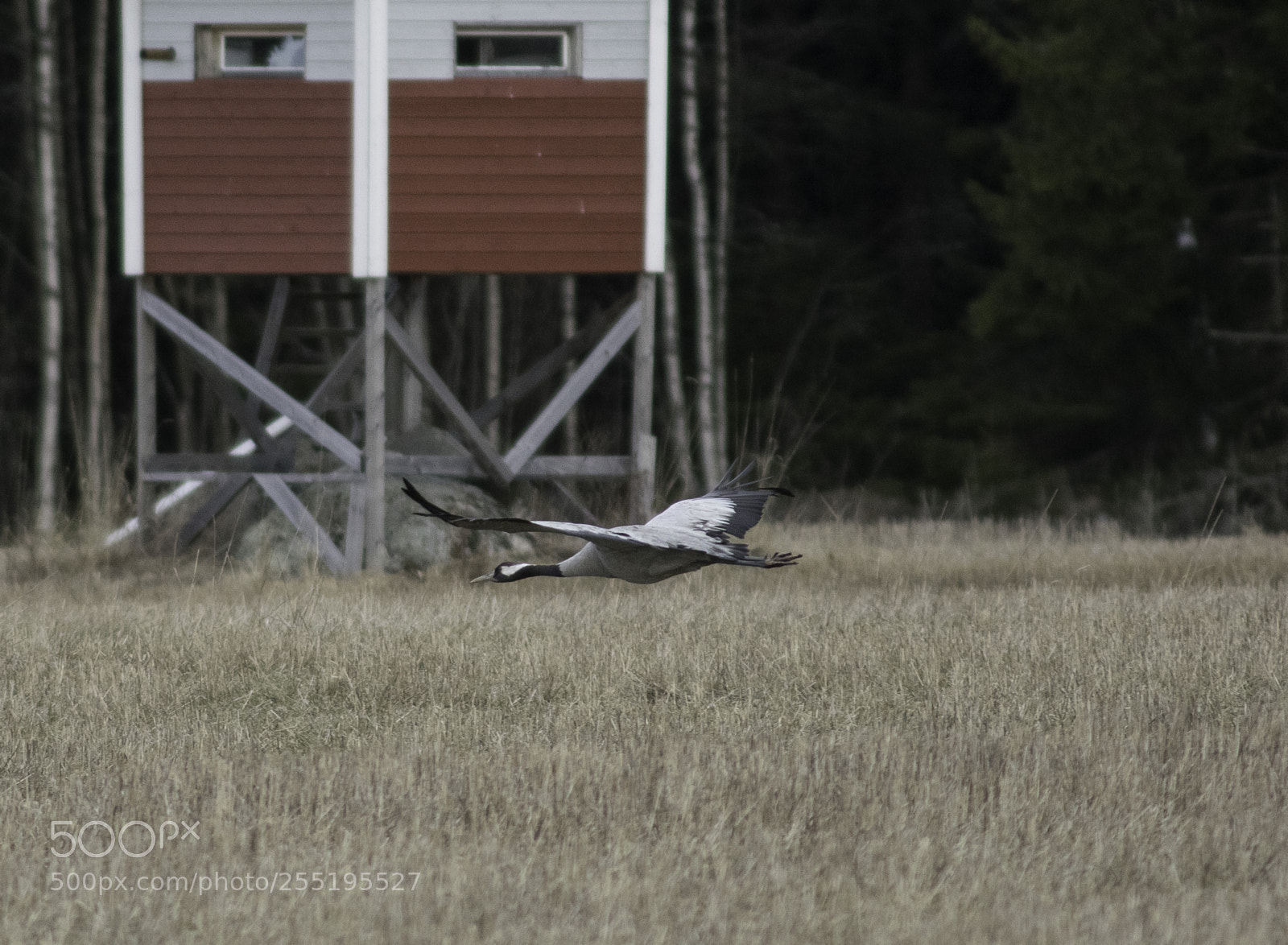 Nikon D5300 sample photo. Crane trana o photography