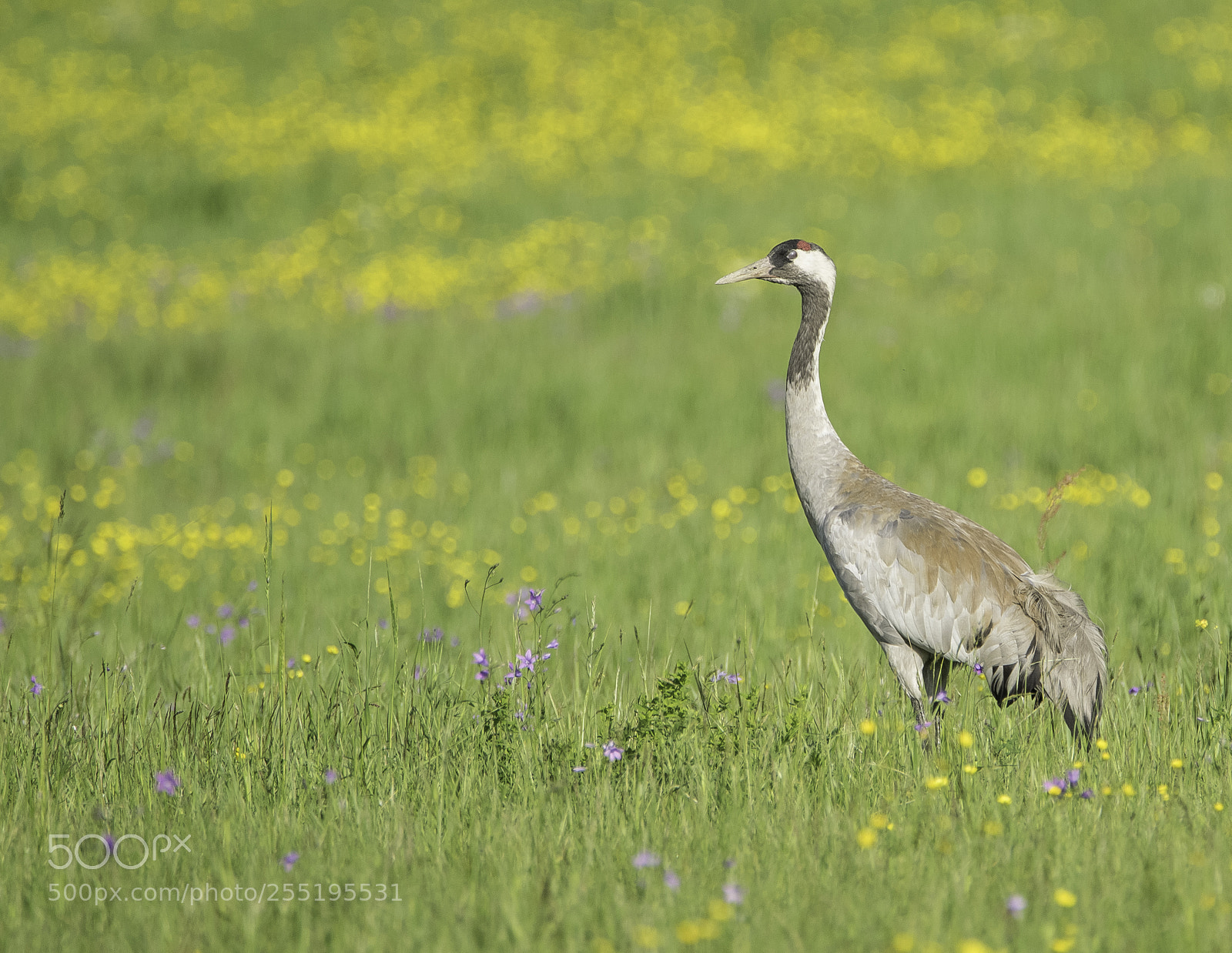 Nikon D5300 sample photo. Crane trana o photography
