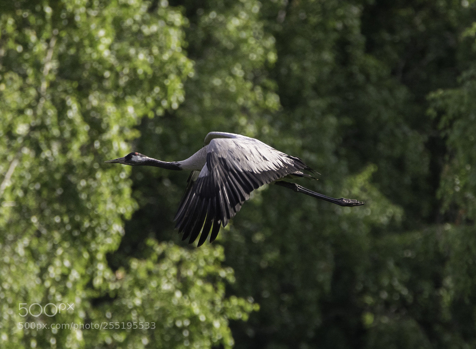 Nikon D5300 sample photo. Crane trana o photography