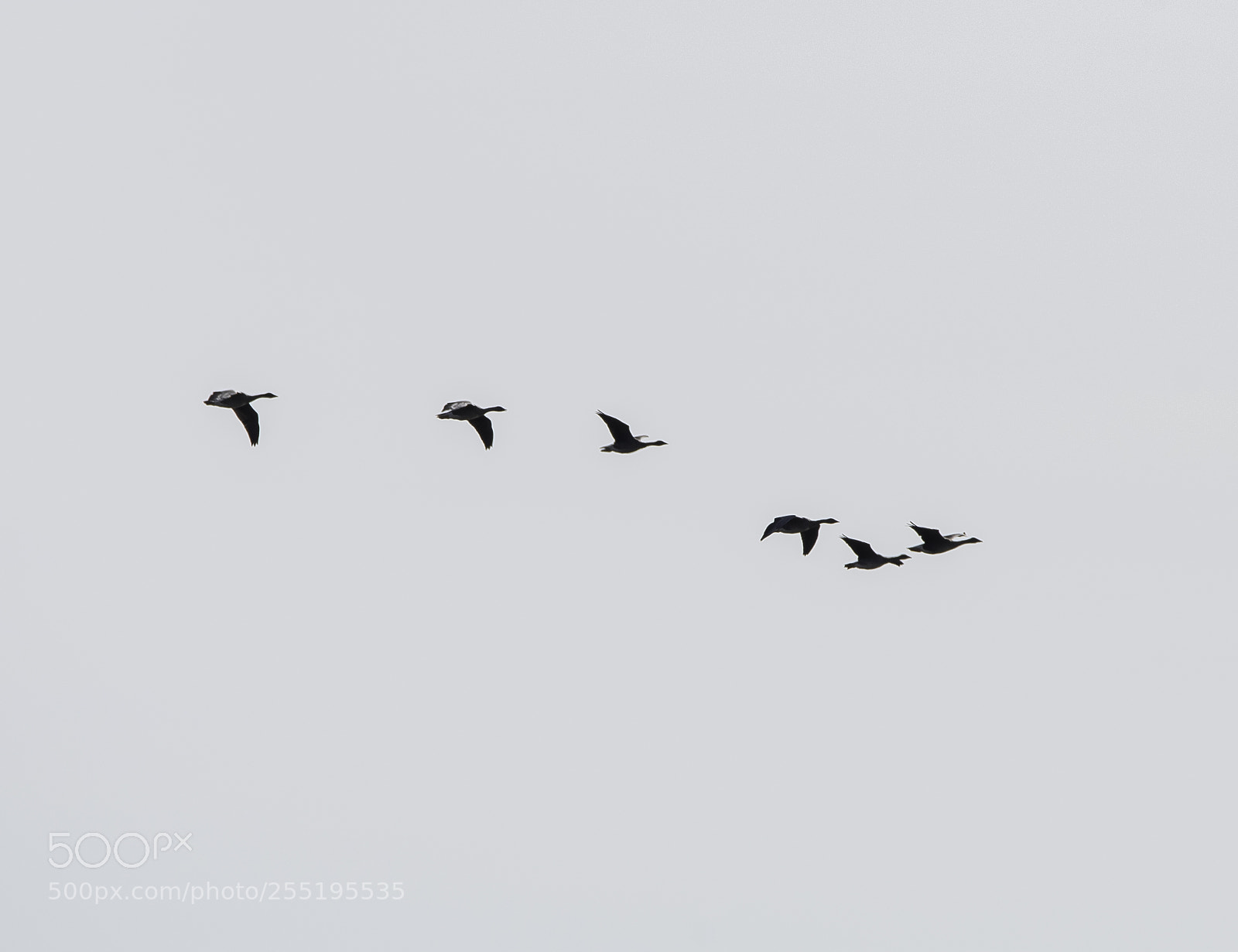 Nikon D5300 sample photo. Geese gss o photography