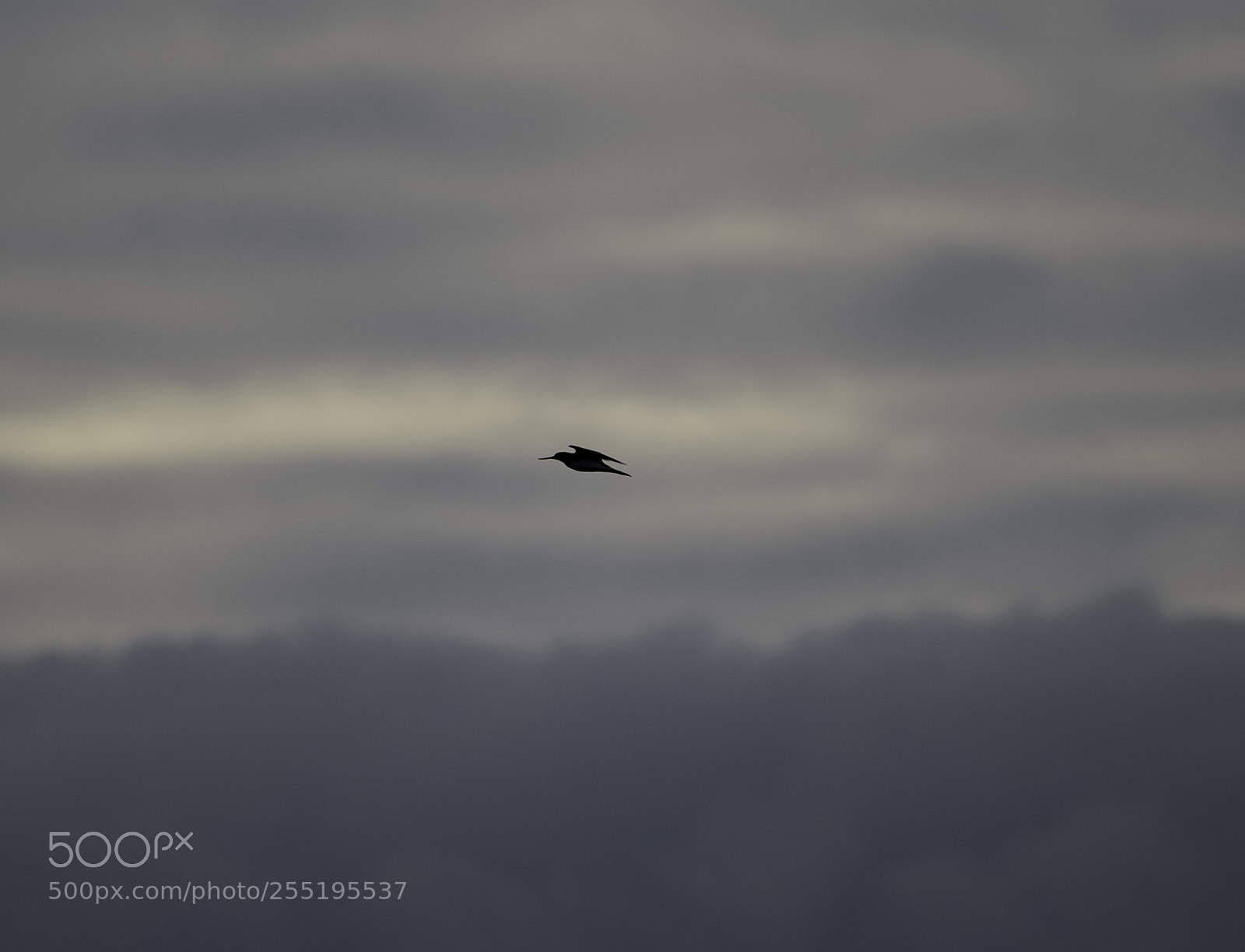 Nikon D5300 sample photo. Greenshank gluttsnppa o photography
