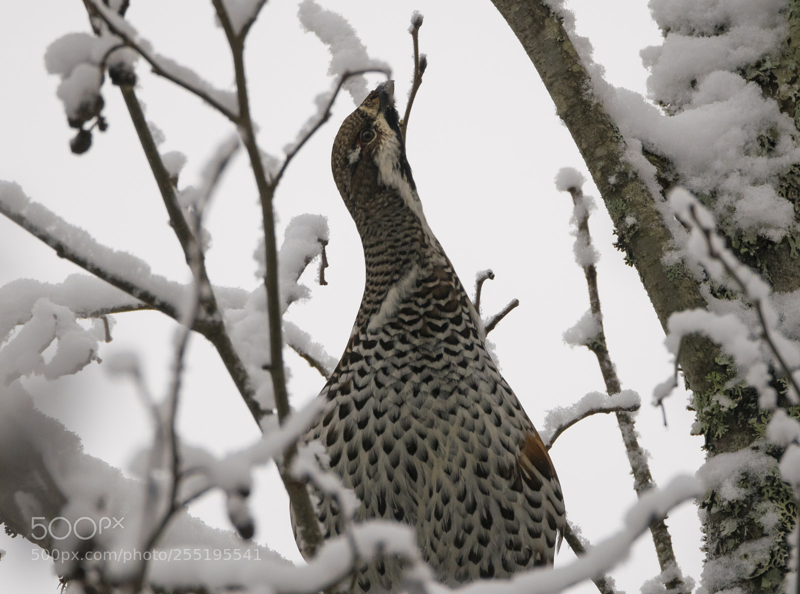 Nikon D5300 sample photo. Hazel grouse jrpe o photography