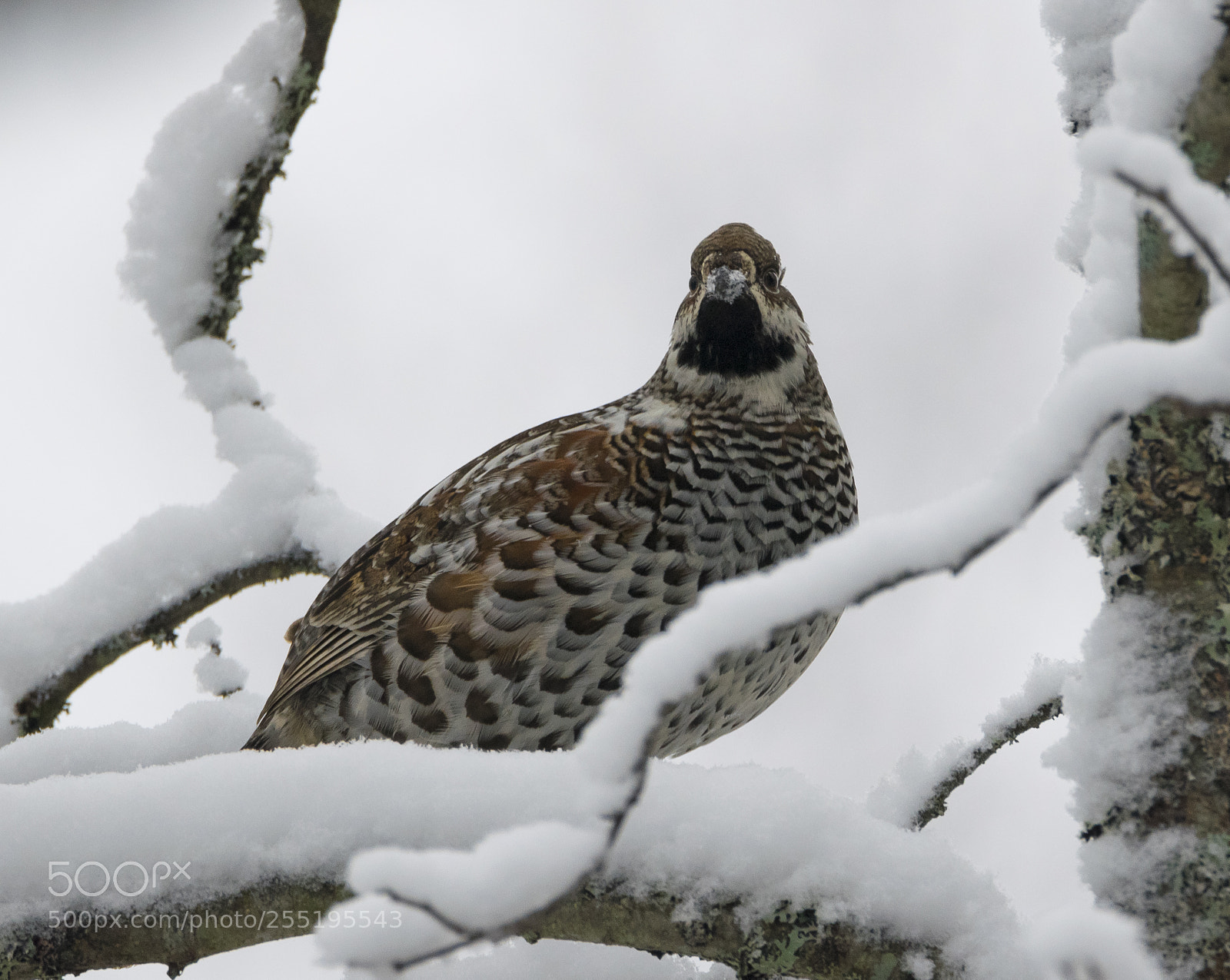 Nikon D5300 sample photo. Hazel grouse jrpe o photography