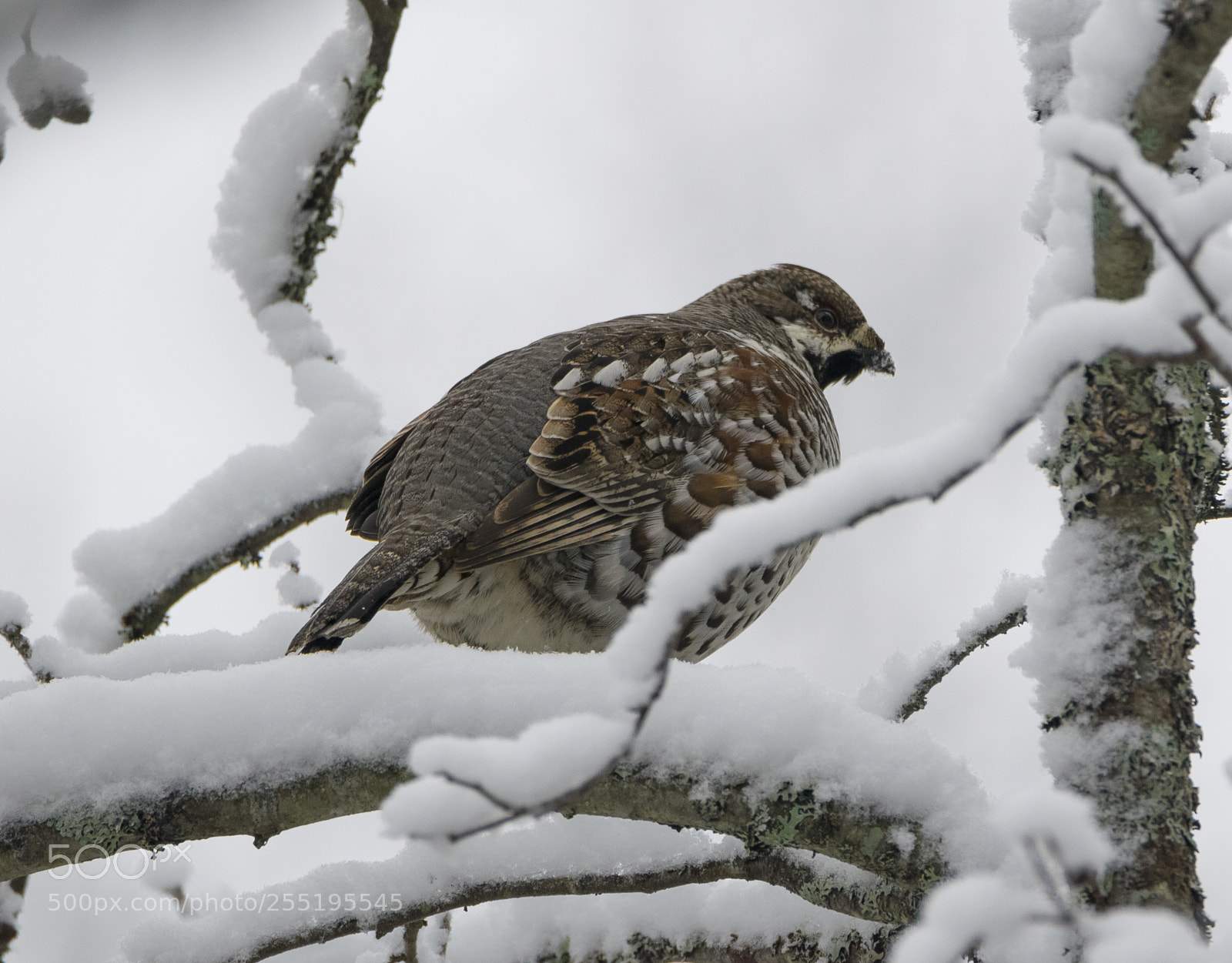 Nikon D5300 sample photo. Hazel grouse jrpe o photography