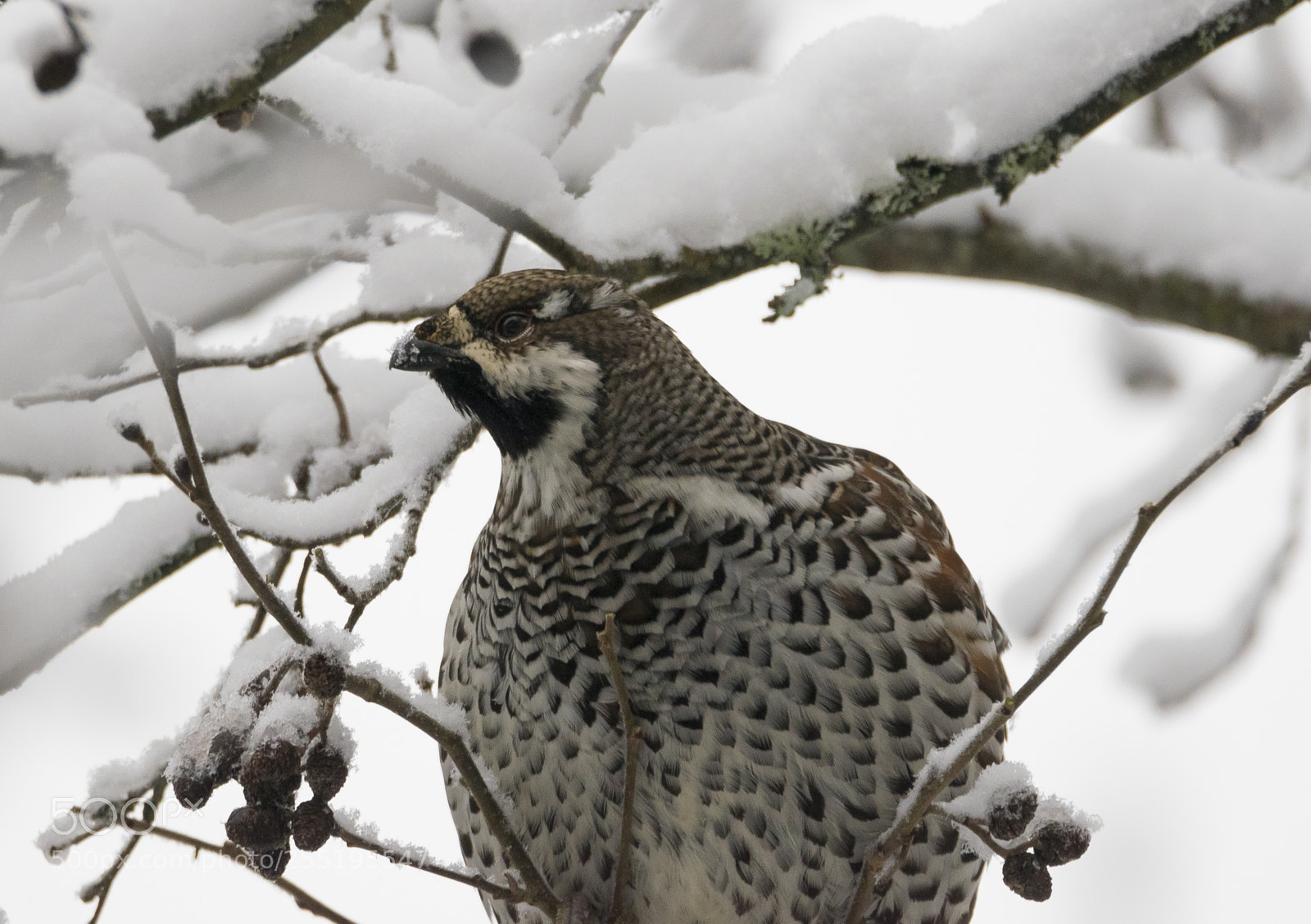 Nikon D5300 sample photo. Hazel grouse jrpe o photography