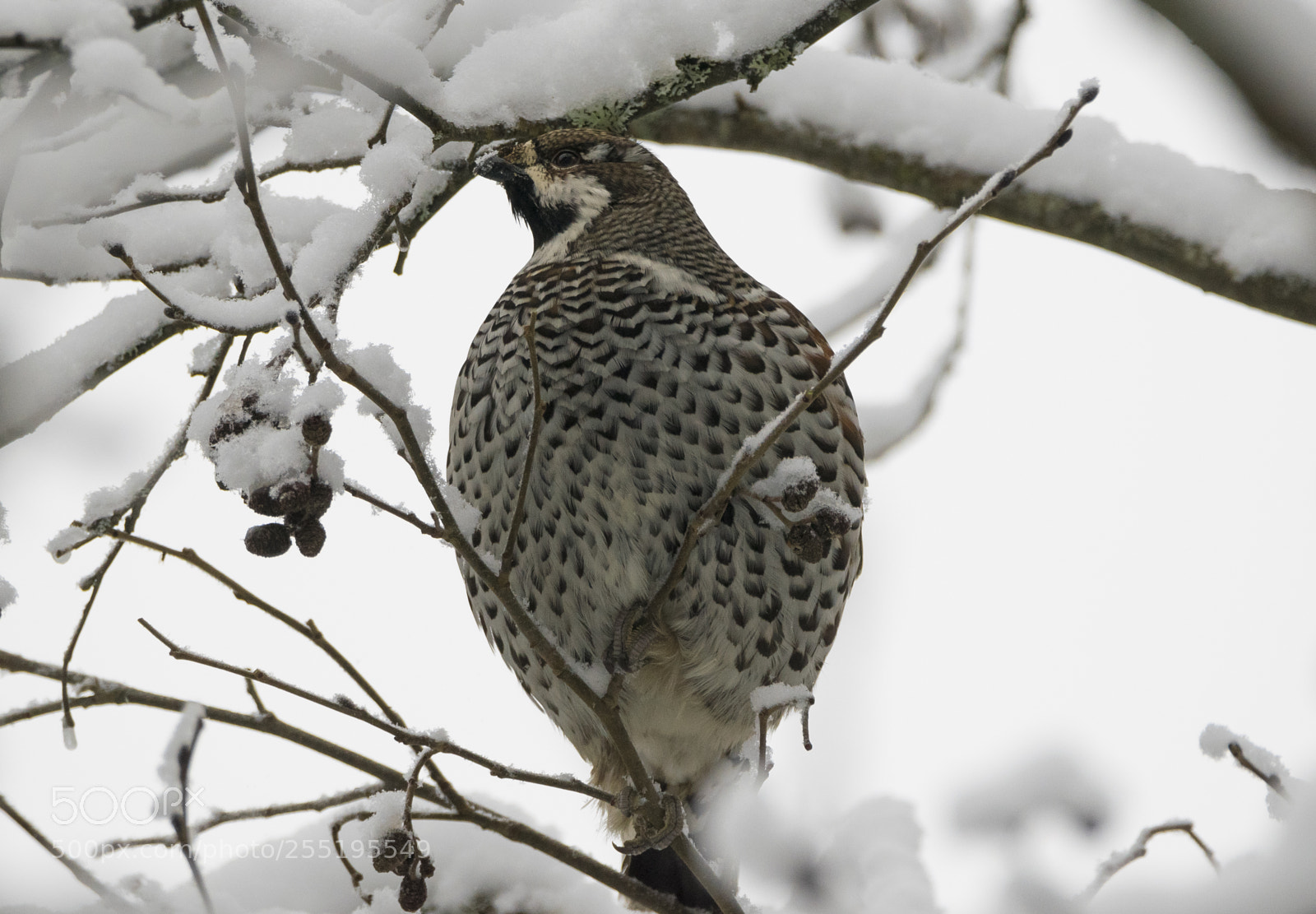 Nikon D5300 sample photo. Hazel grouse jrpe o photography