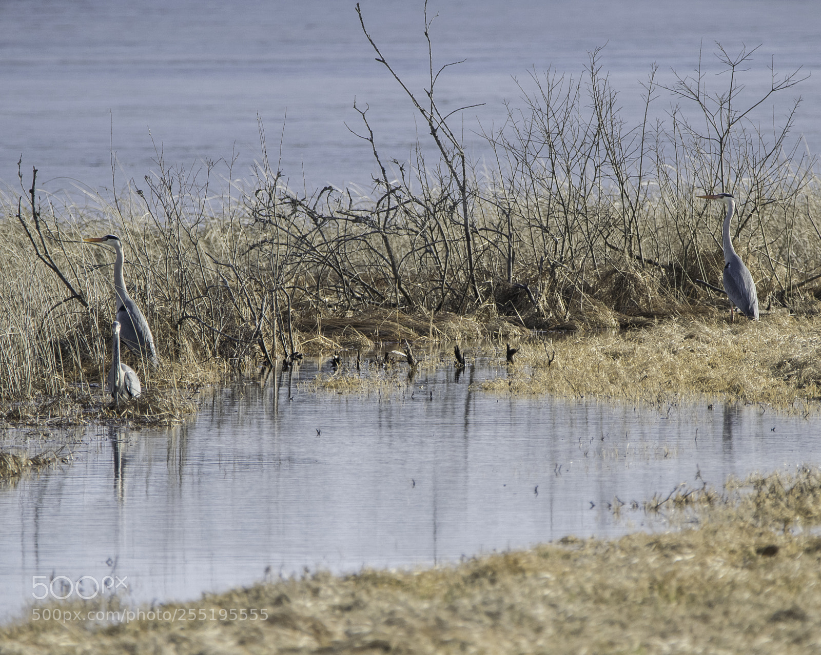 Nikon D5300 sample photo. Heron grhger o photography