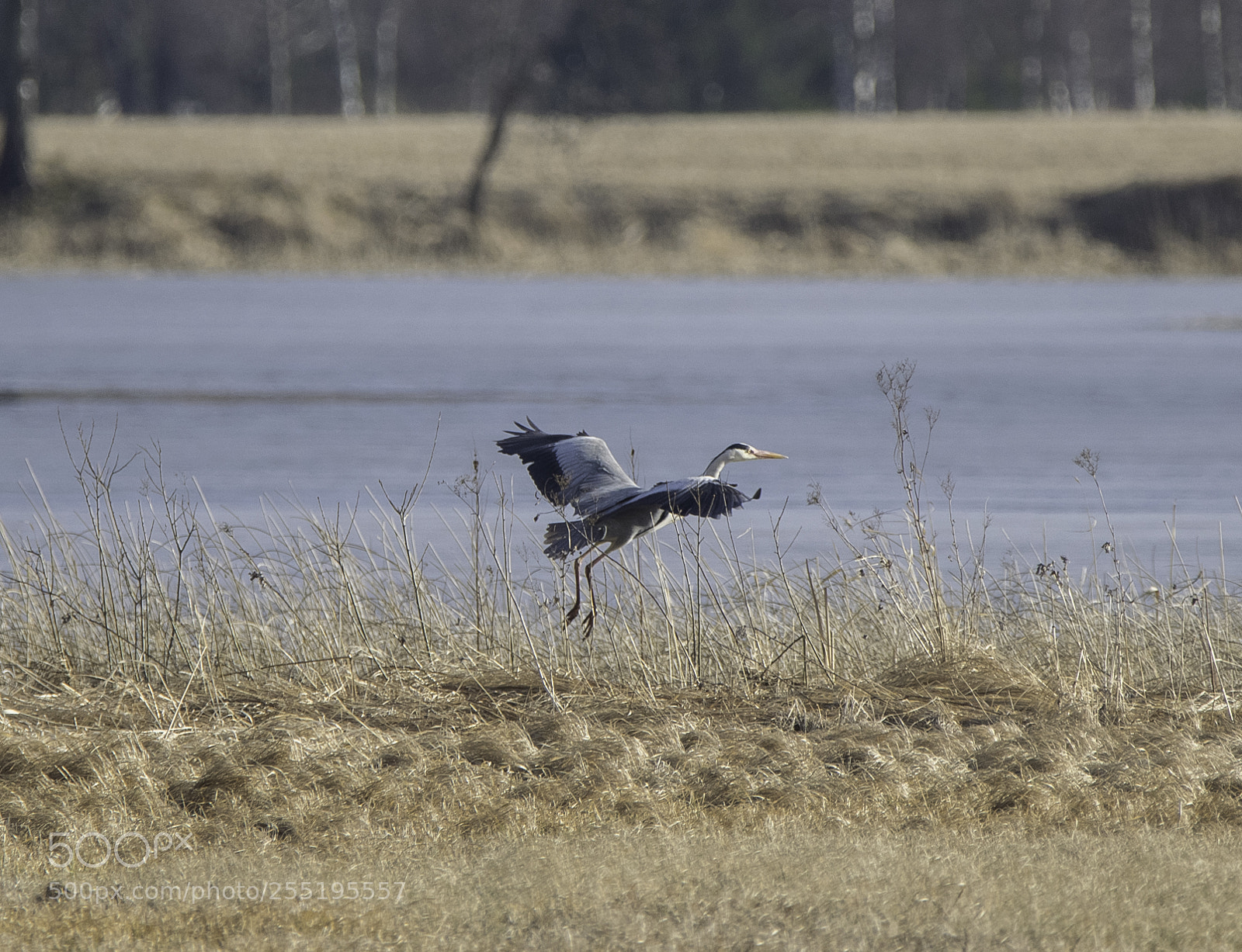 Nikon D5300 sample photo. Heron grhger o photography