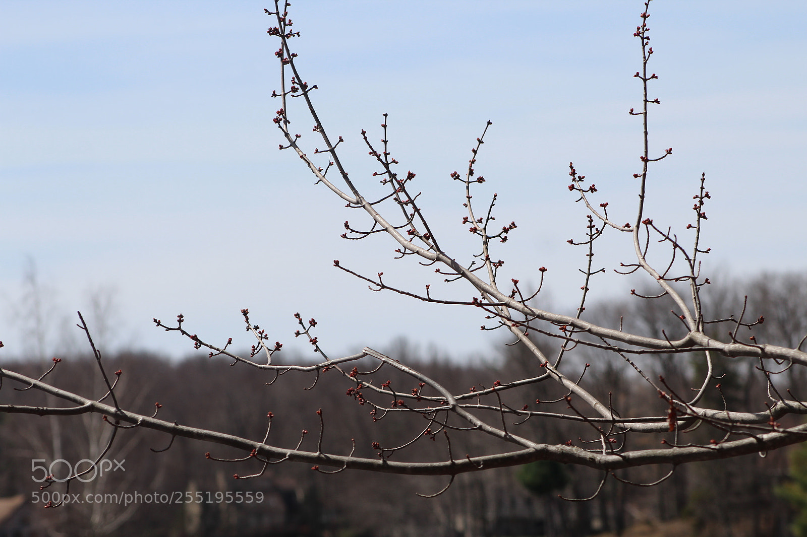 Canon EF 75-300mm f/4-5.6 sample photo. Fall branch photography