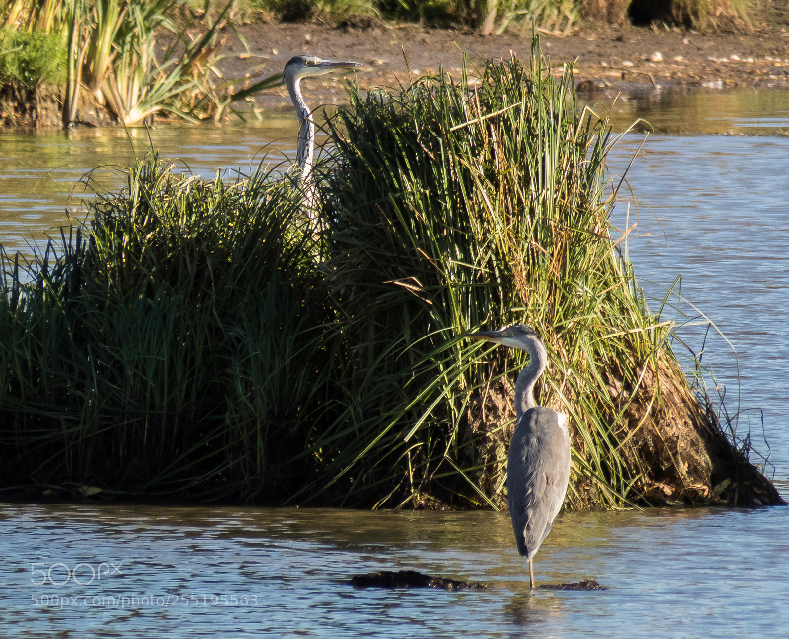Canon PowerShot SX60 HS sample photo. Heron grhger o photography