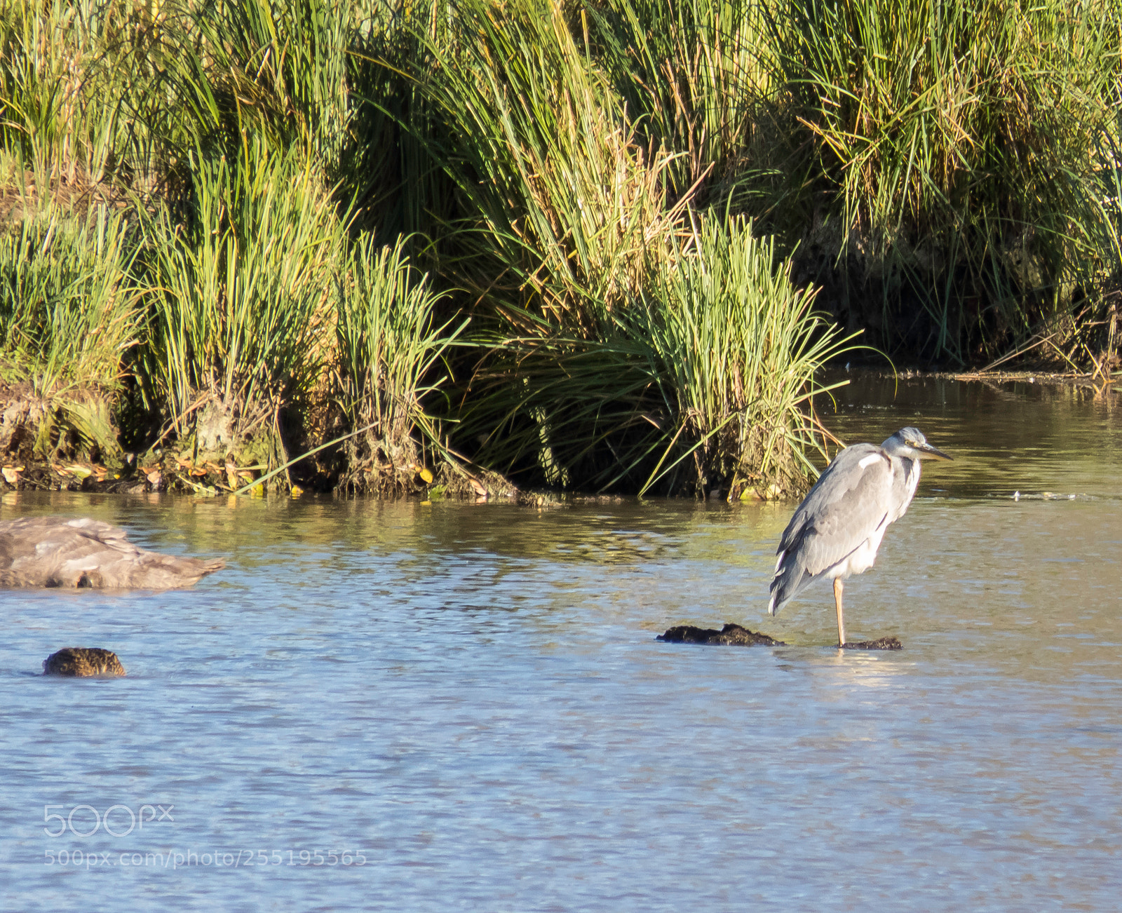 Canon PowerShot SX60 HS sample photo. Heron grhger o photography