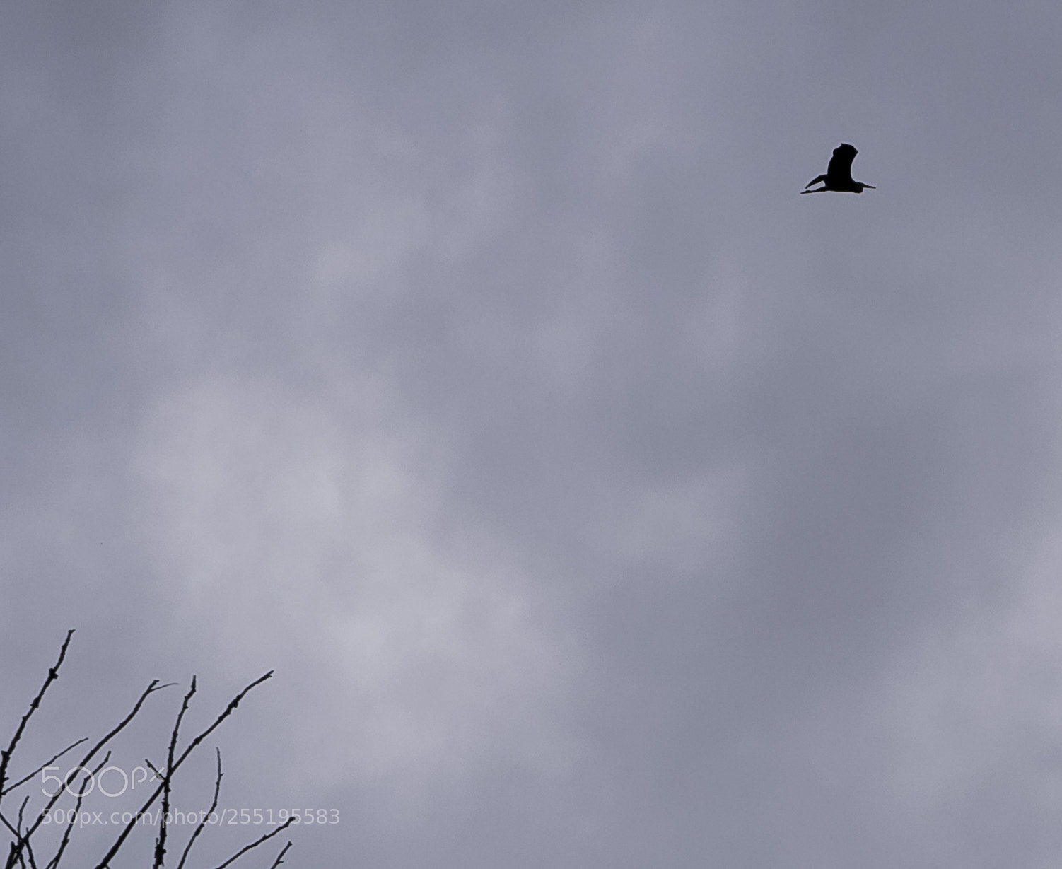 Nikon D5300 sample photo. Heron grhger o photography