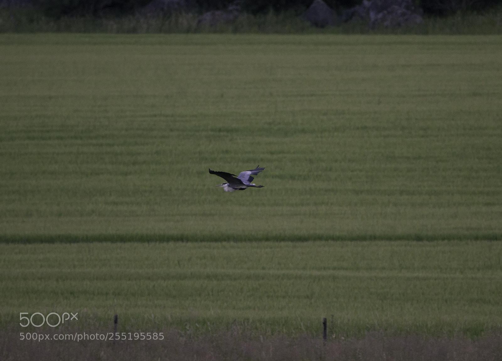Nikon D5300 sample photo. Heron grhger o photography