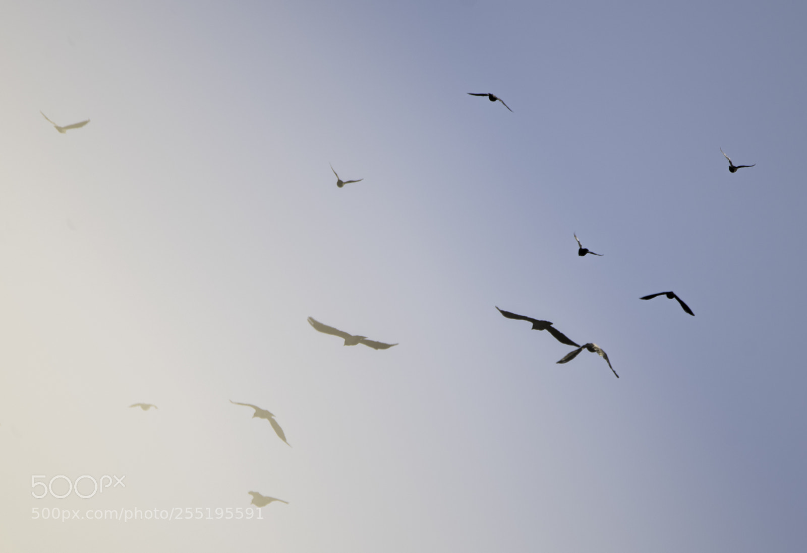 Nikon D5300 sample photo. In flight o photography