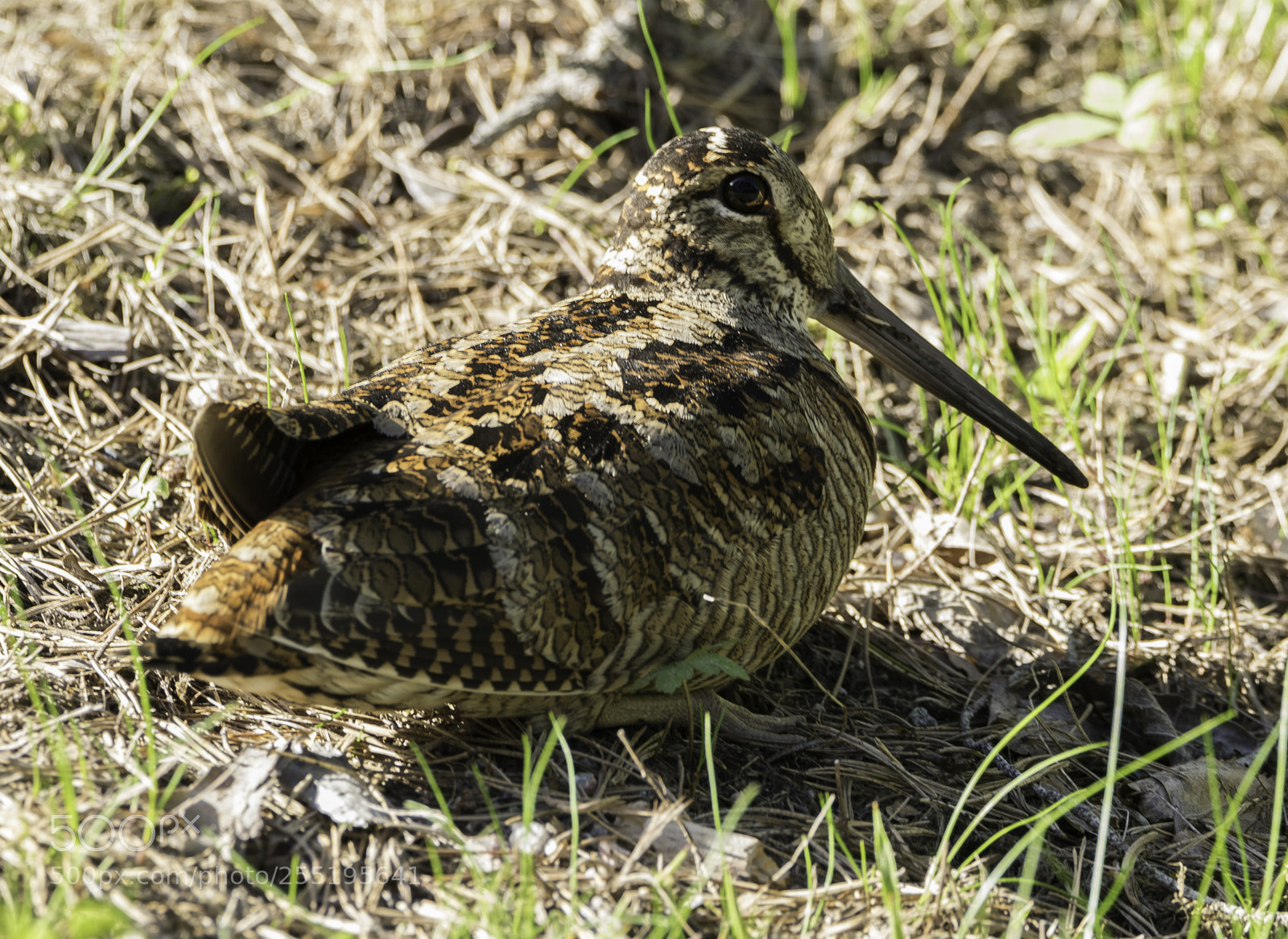 Nikon D5300 sample photo. Woodcock morkulla o photography