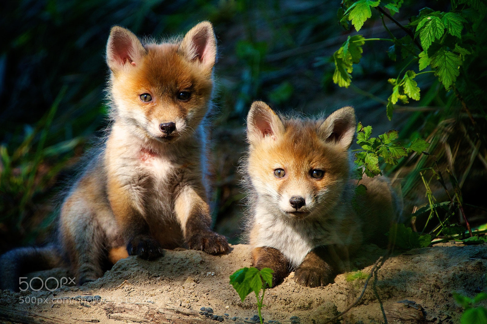 Canon EOS 7D sample photo. Fox puppies photography