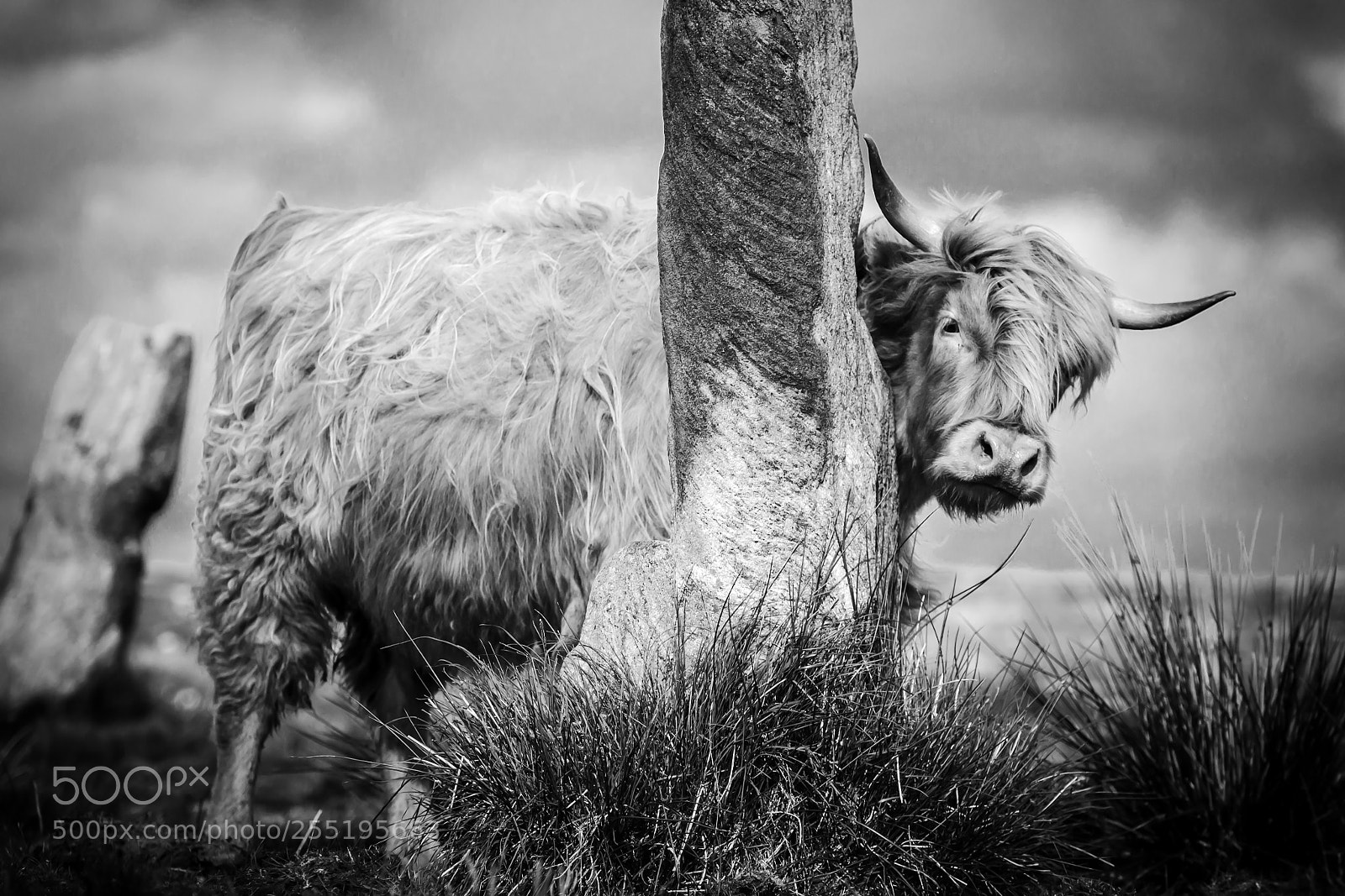 Canon EOS-1D Mark IV sample photo. Highland cattle behind a photography