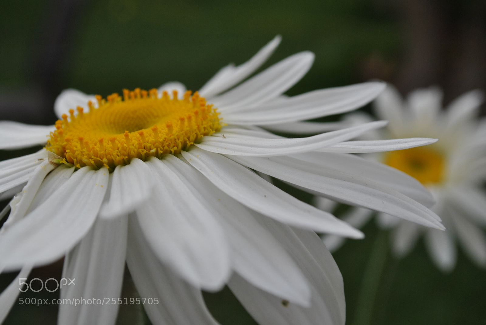 Nikon D3000 sample photo. #macro #nikon photography