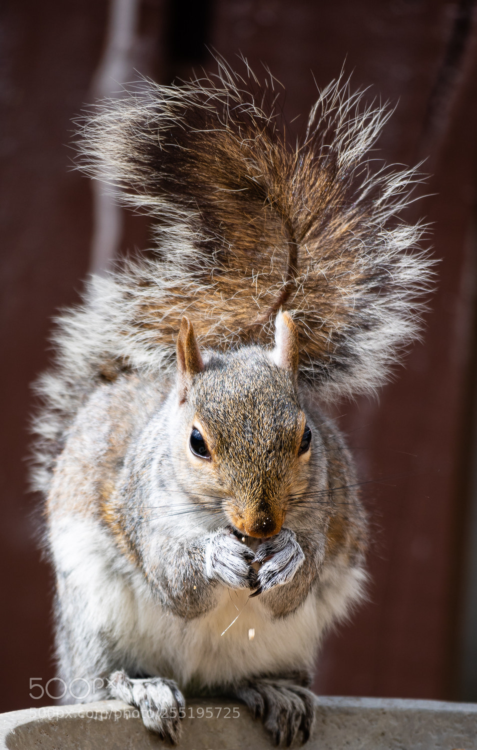 Canon EOS M3 sample photo. Squirrel feeding photography