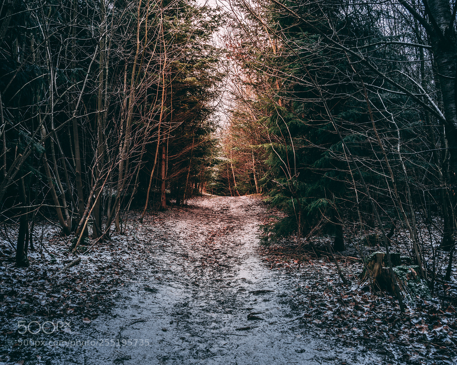 Nikon D610 sample photo. Warm path photography