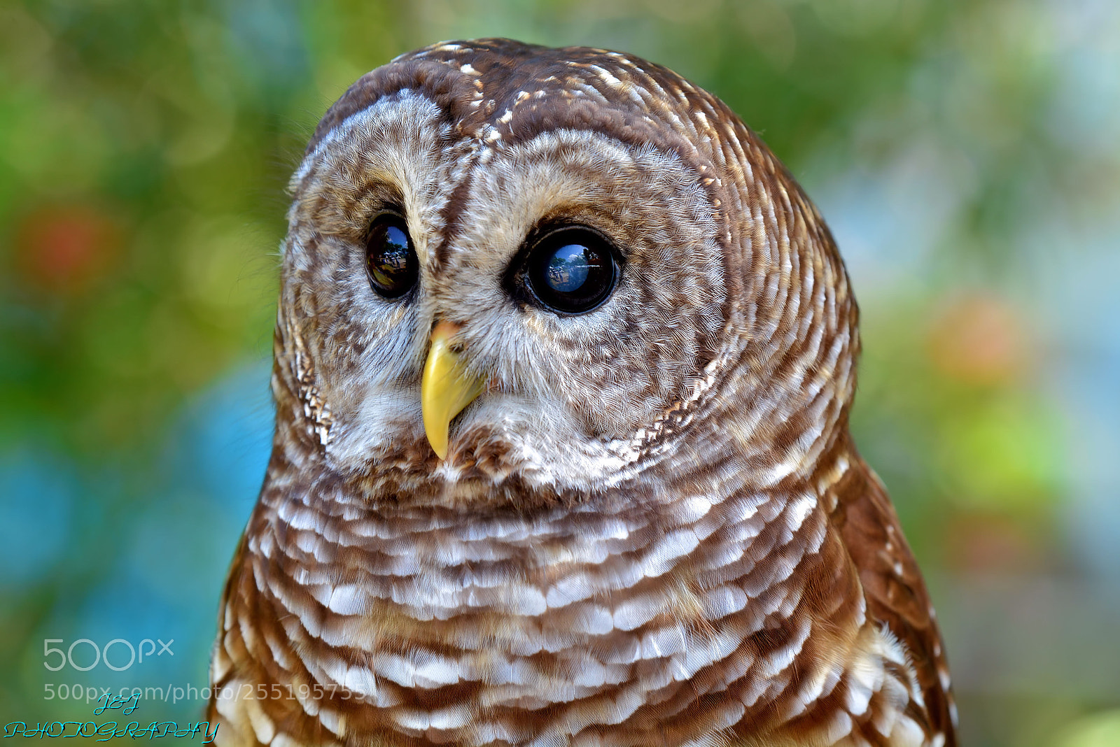 Nikon D7100 sample photo. Owl photography