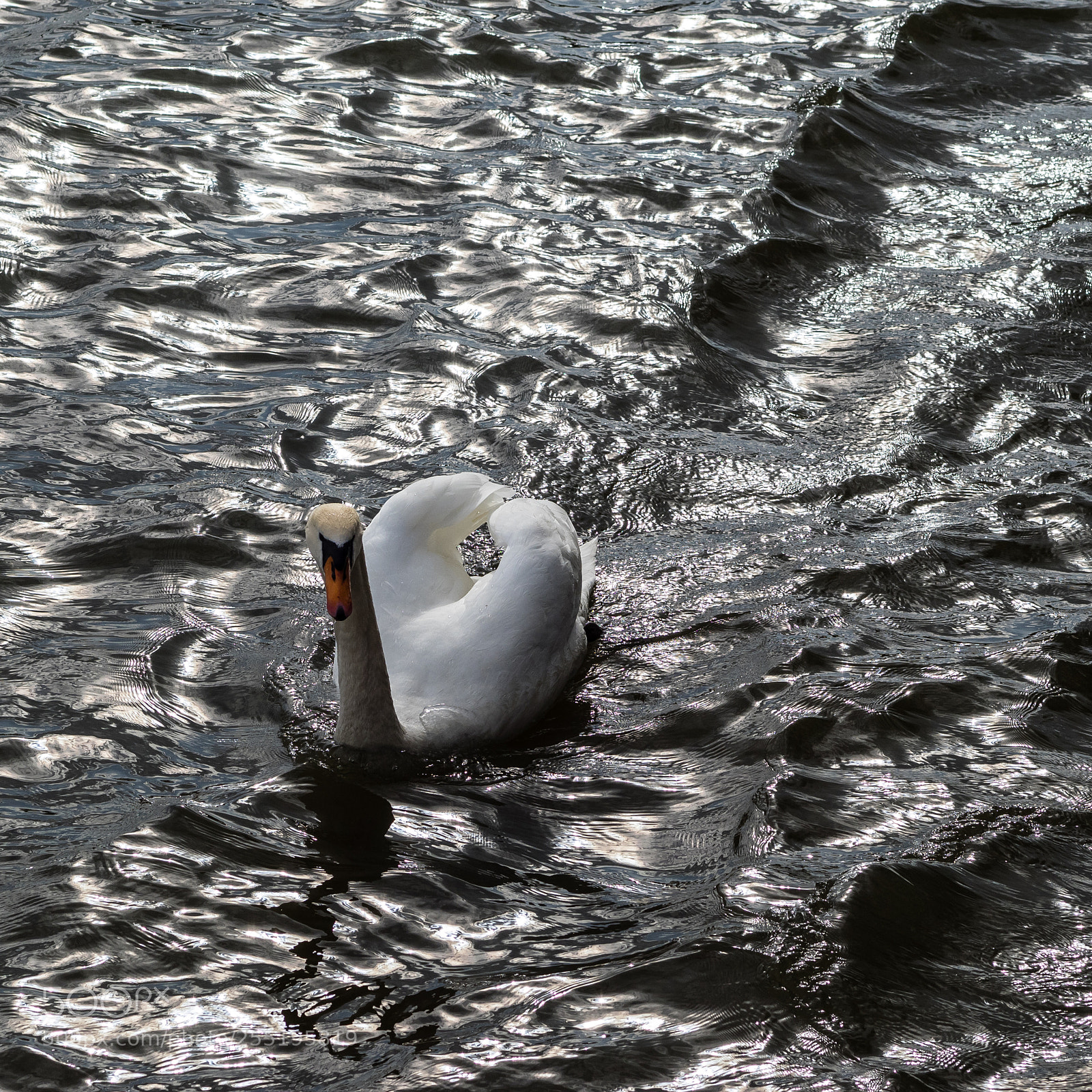 Olympus OM-D E-M1 sample photo. Swan 1 photography