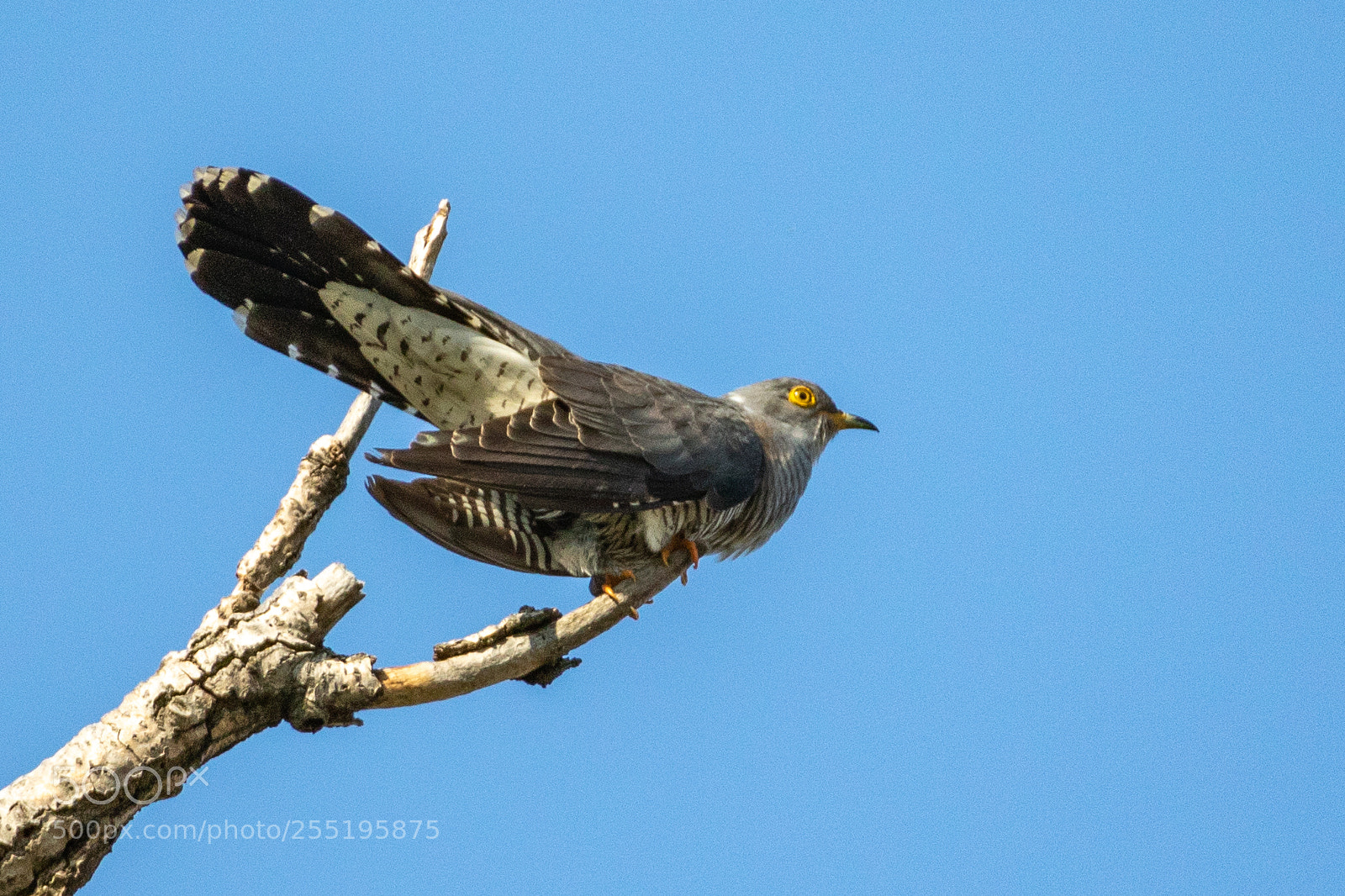 Canon EOS 7D Mark II sample photo. Common cuckoo - cuculus photography