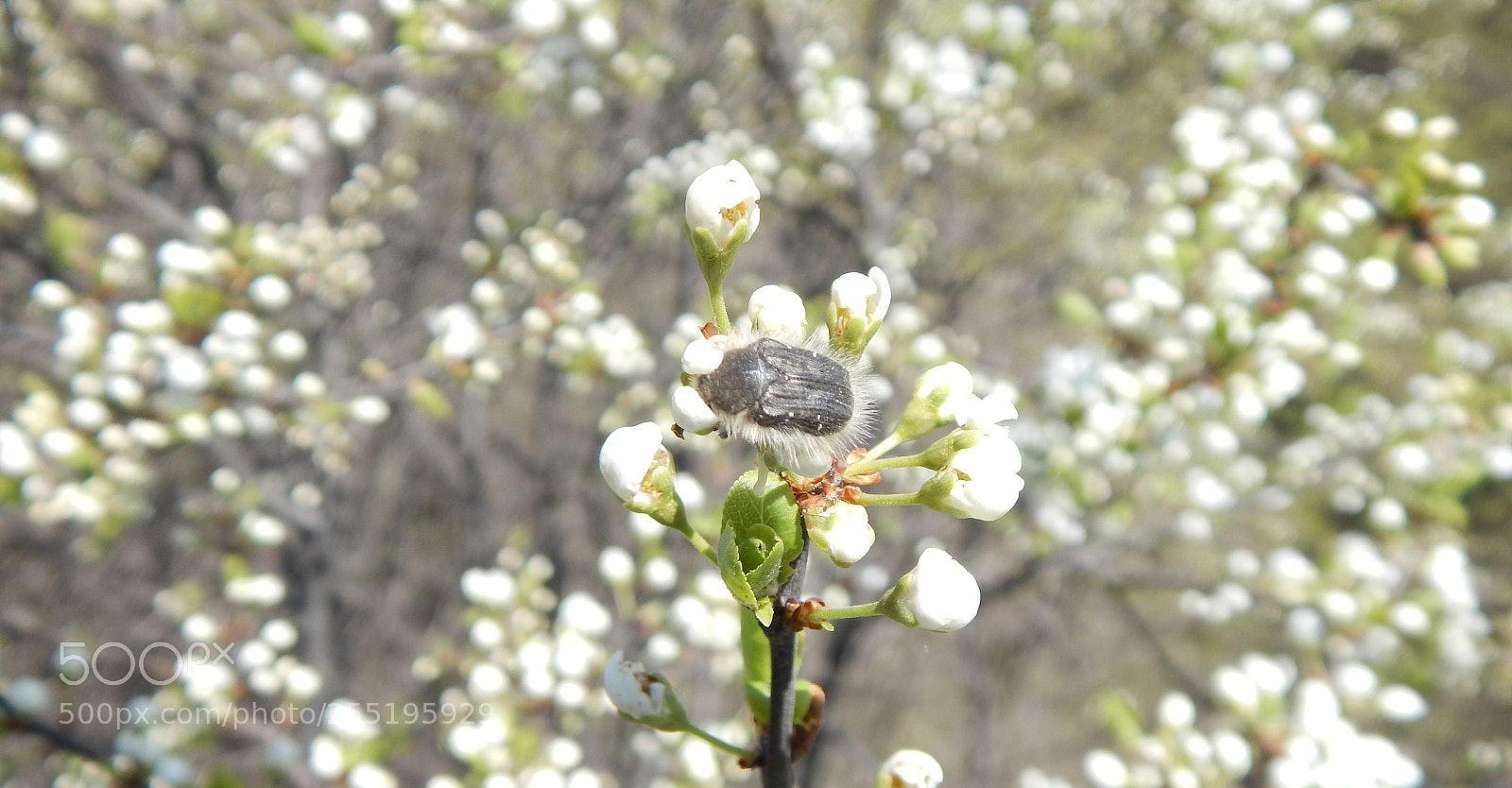 Nikon Coolpix L830 sample photo. Beetle on flower photography