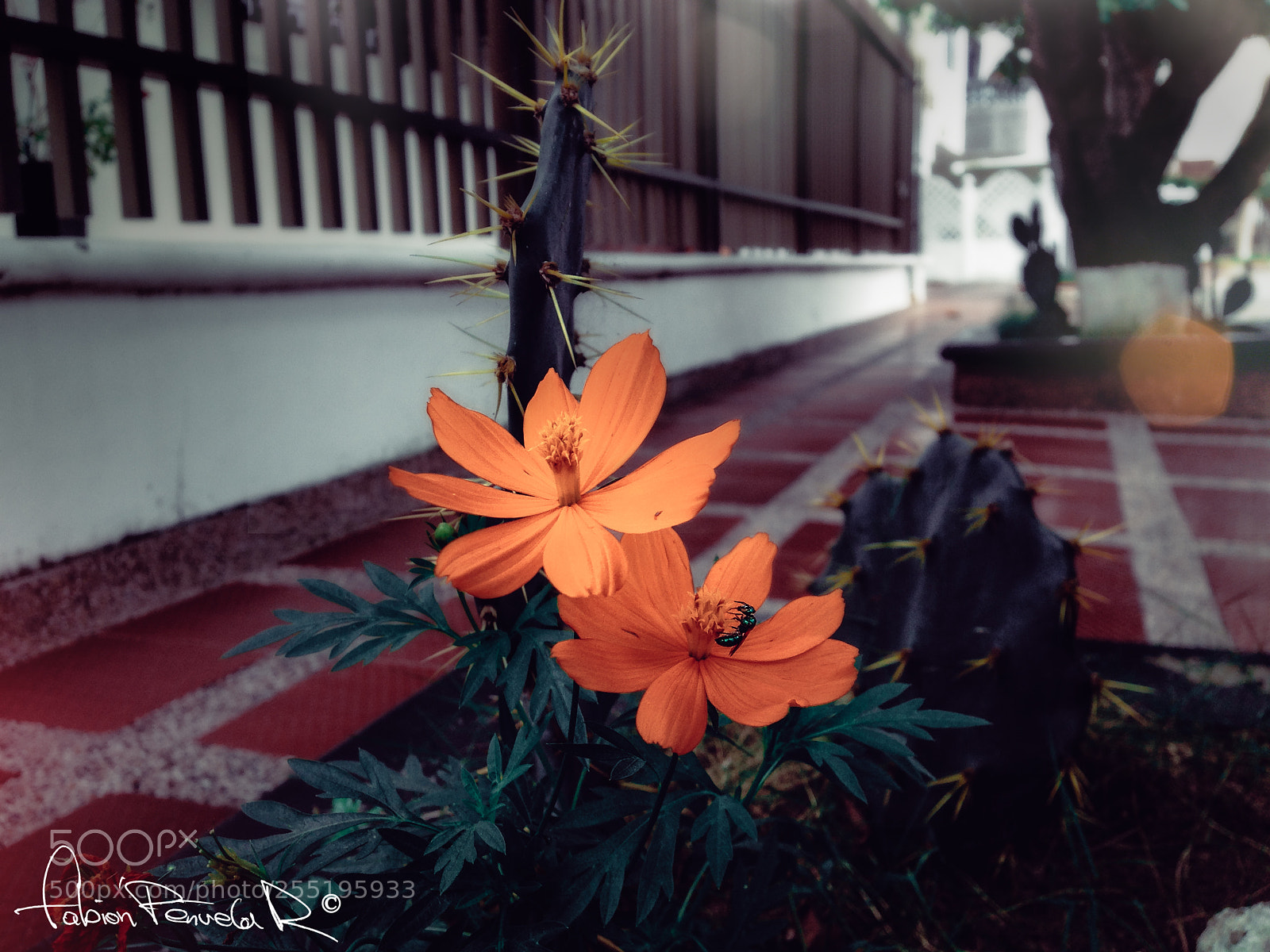 Apple iPhone 5 sample photo. Orange flower photography