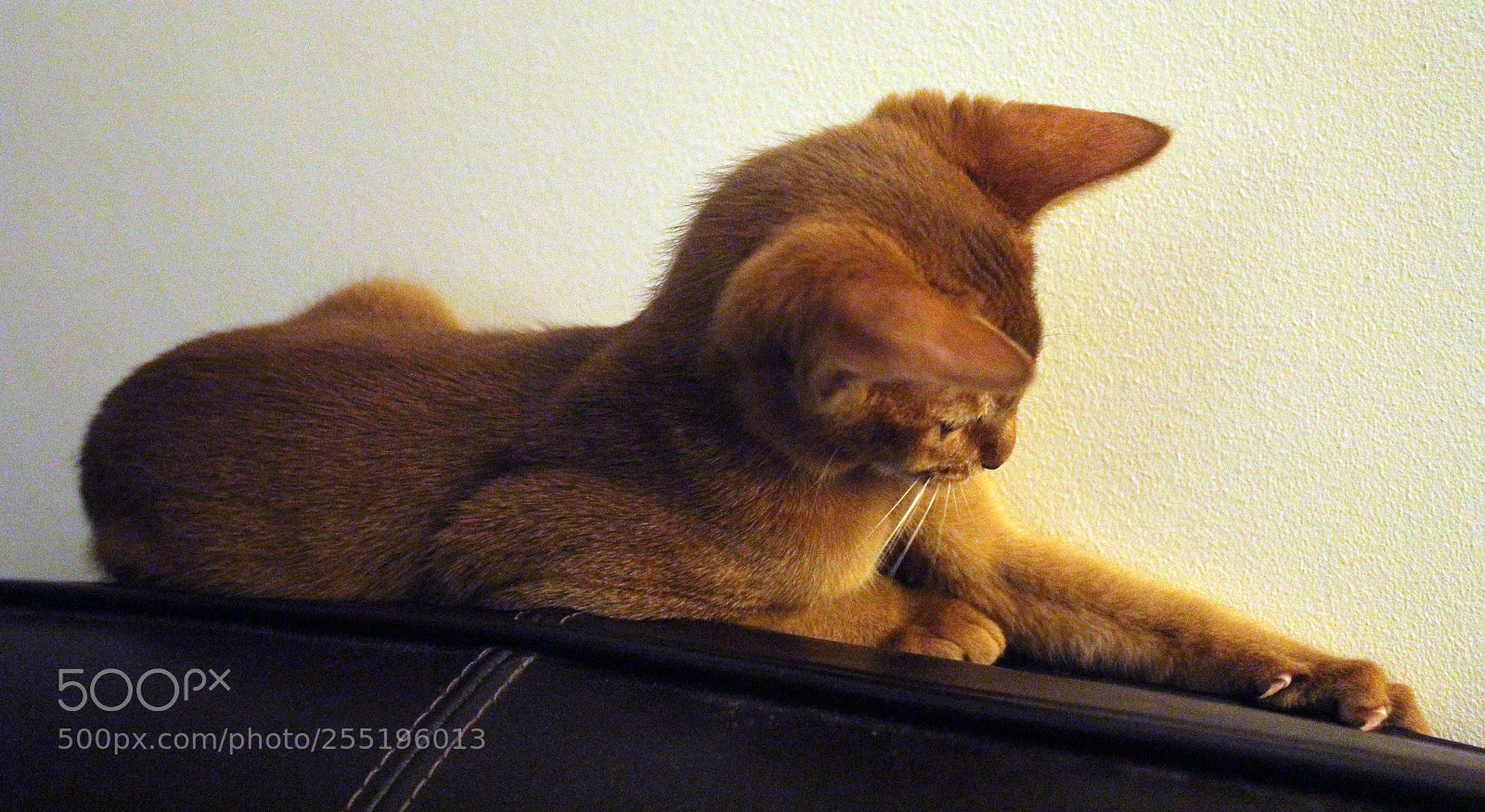 Canon EOS 600D (Rebel EOS T3i / EOS Kiss X5) sample photo. Wouah des griffes photography