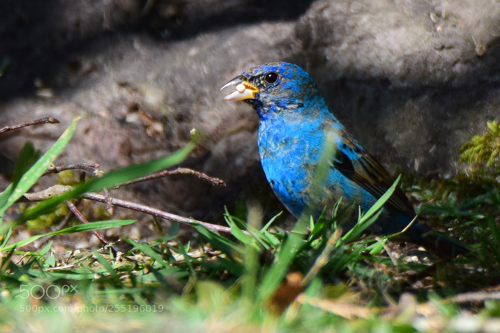 Nikon D5300 sample photo. Indigo bunting photography