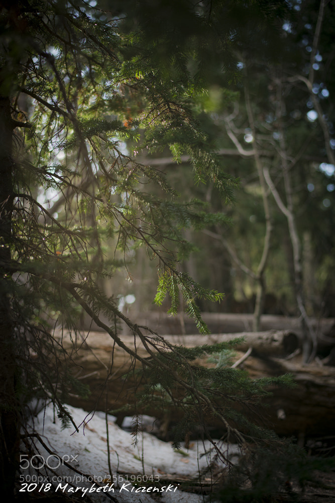 Nikon D850 sample photo. Sandia nature trail photography