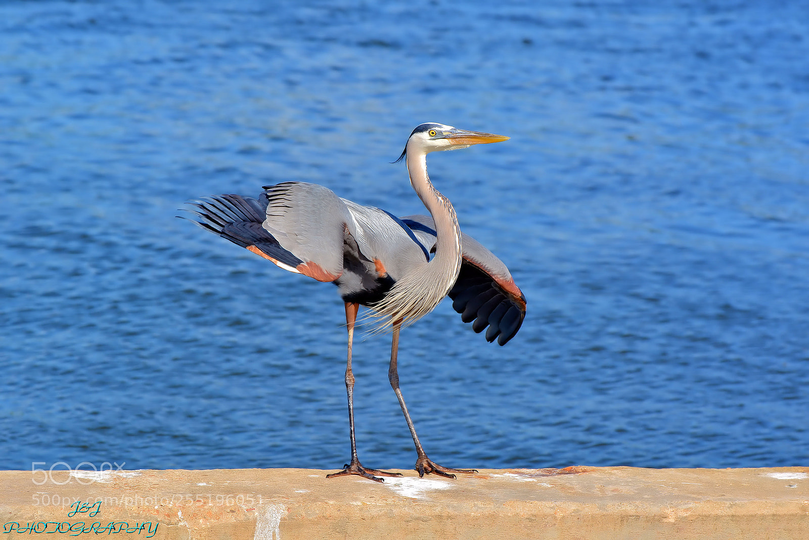 Nikon D7100 sample photo. Blue heron photography