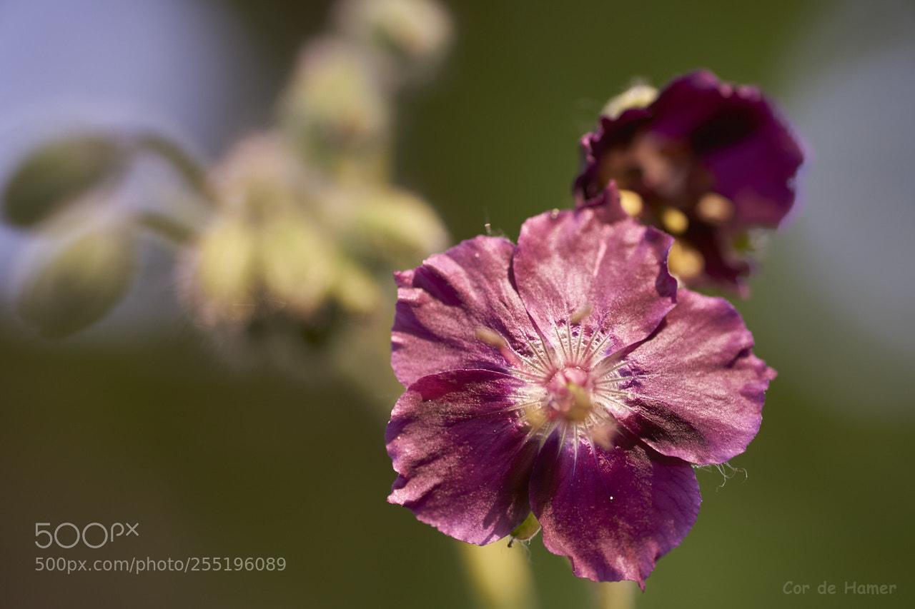 Sony SLT-A99V sample photo. Purple flower in the photography