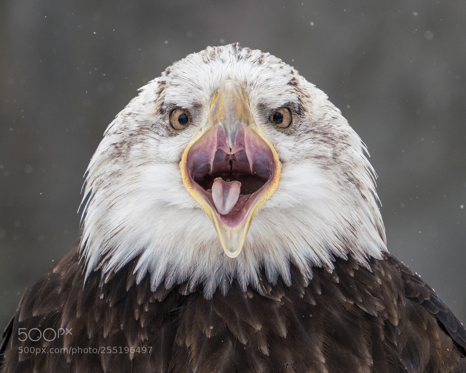 Sony a7R III sample photo. Screeching bald eagle iii photography