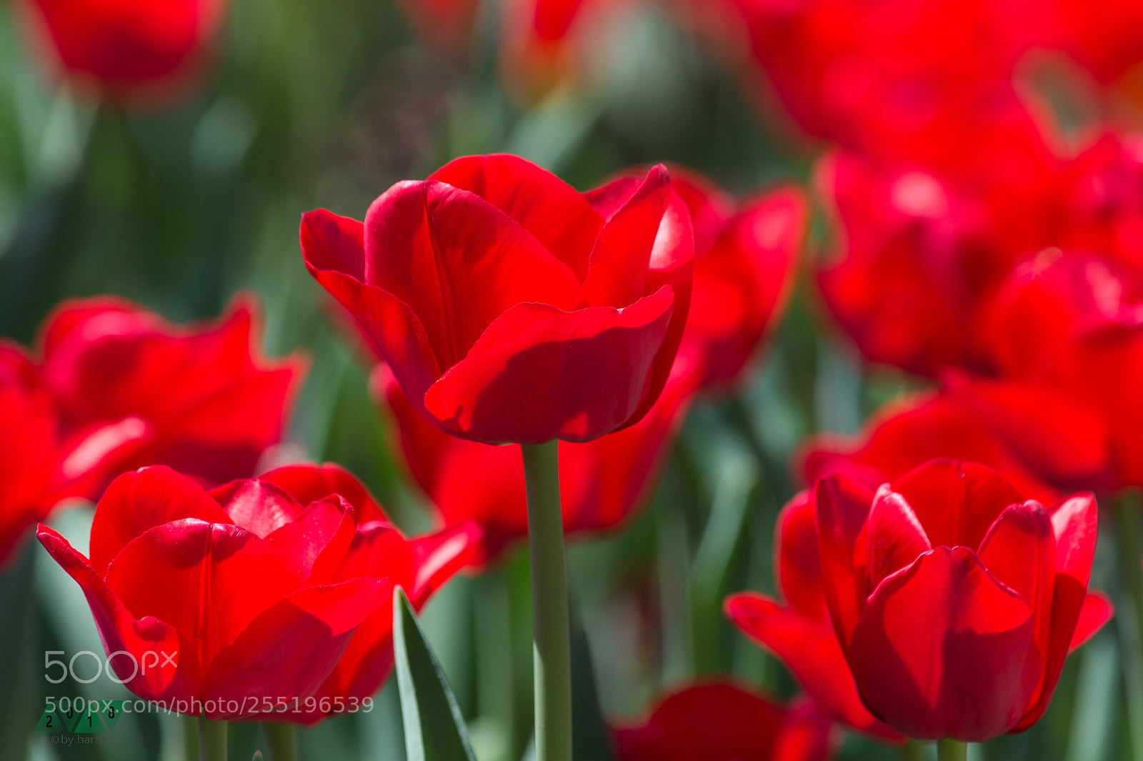 Nikon D7200 sample photo. Rot photography
