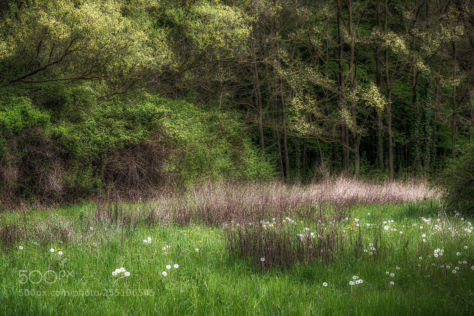 Nikon D7100 sample photo. Green days 1 photography