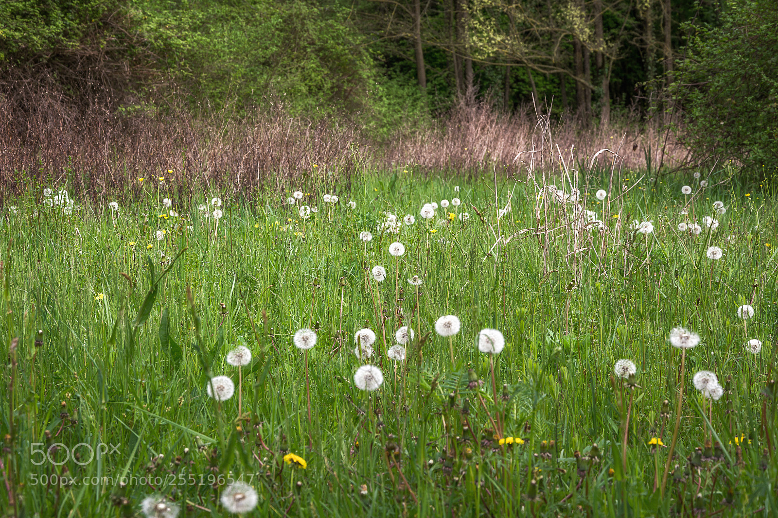 Nikon D7100 sample photo. Green days 2 photography
