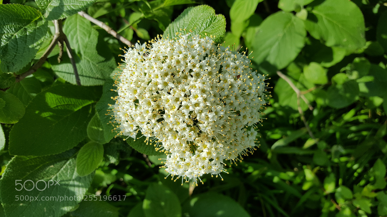 Samsung Galaxy S6 sample photo. Flower photography