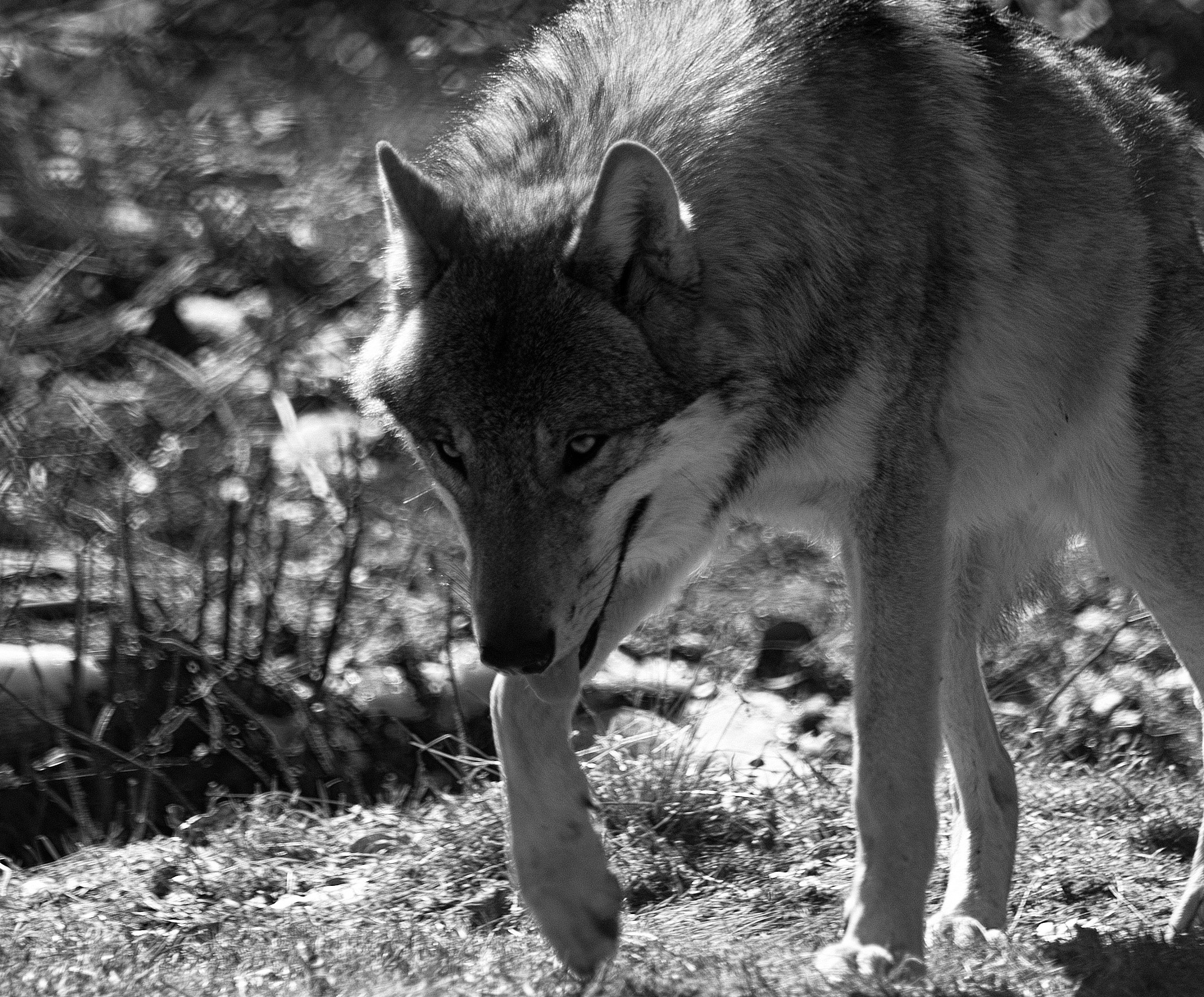 Fujifilm FinePix S5 Pro sample photo. Wolf photography